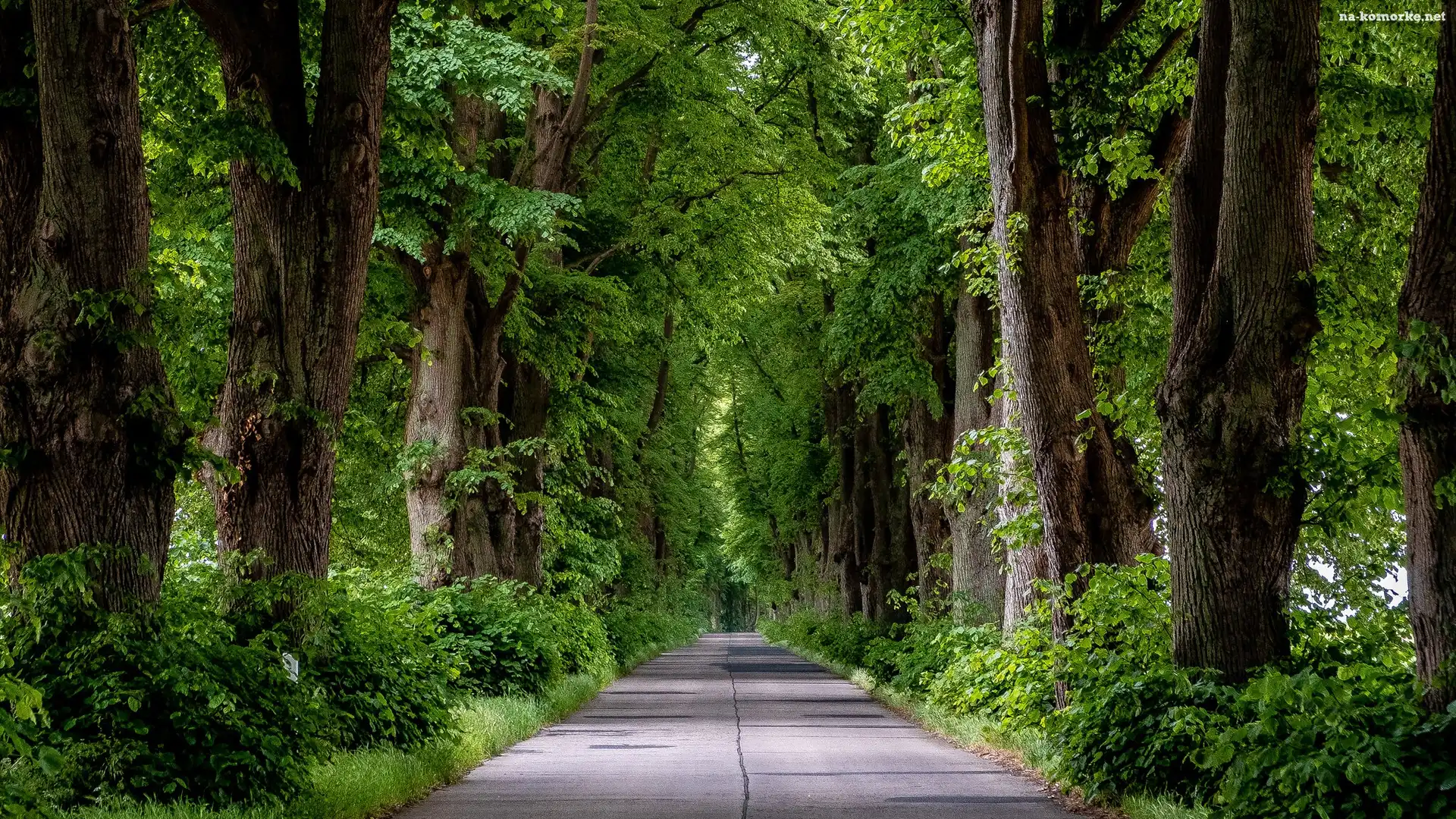 Droga, Drzewa, Zielone