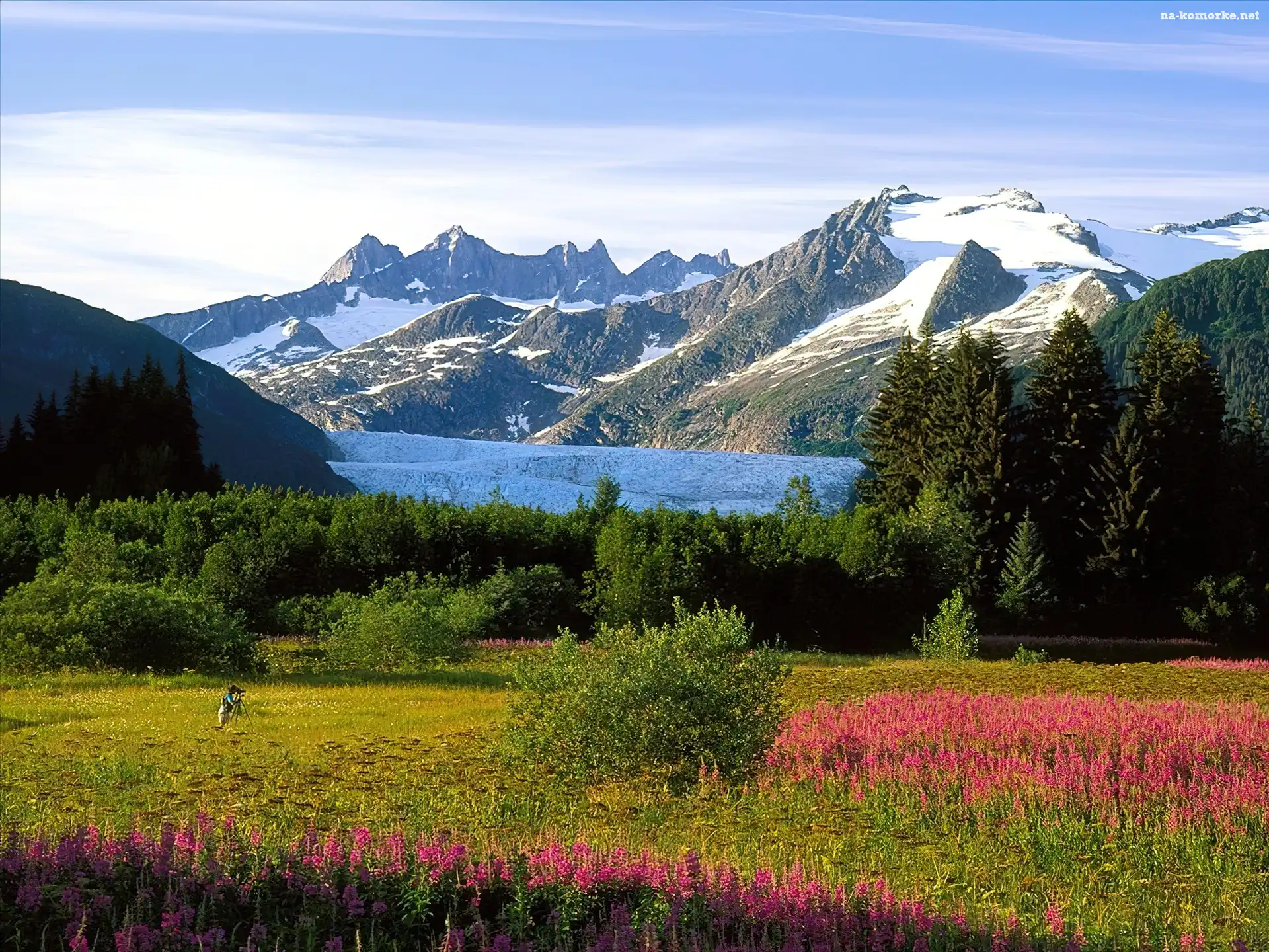 Drzewa, Śnieg, Góry, Alaska, Łąka, Morze