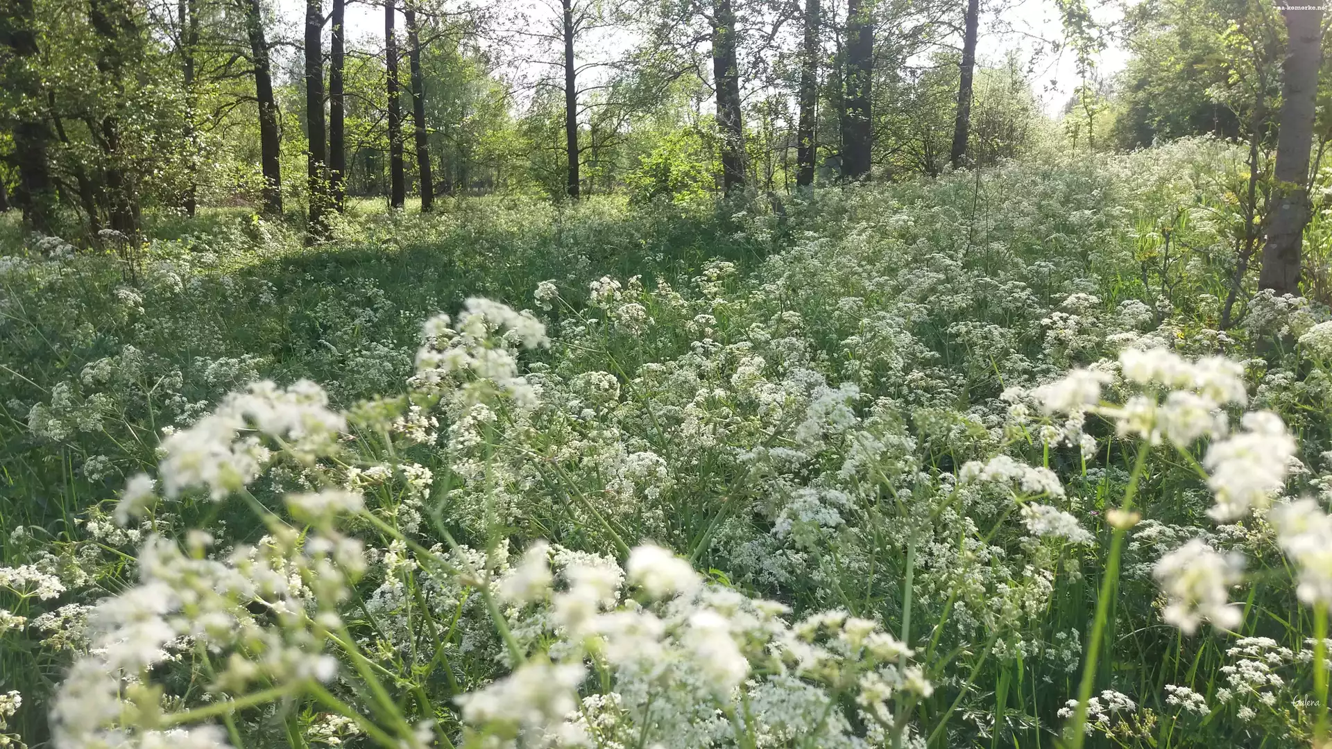 Drzewa, Białe, Kwiaty, Łąka, Las