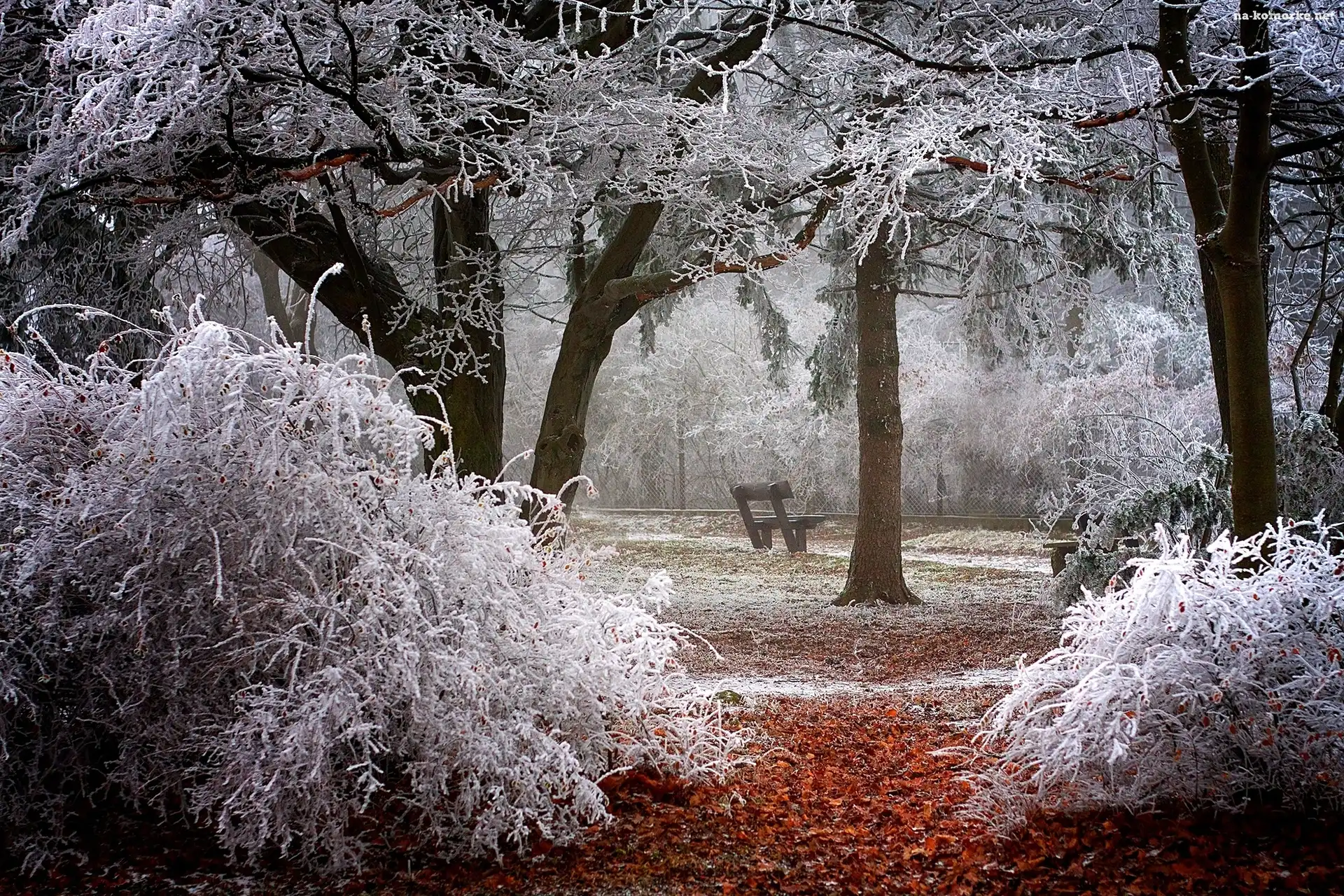 Drzewa, Zima, Park, Ławka, Oszronione