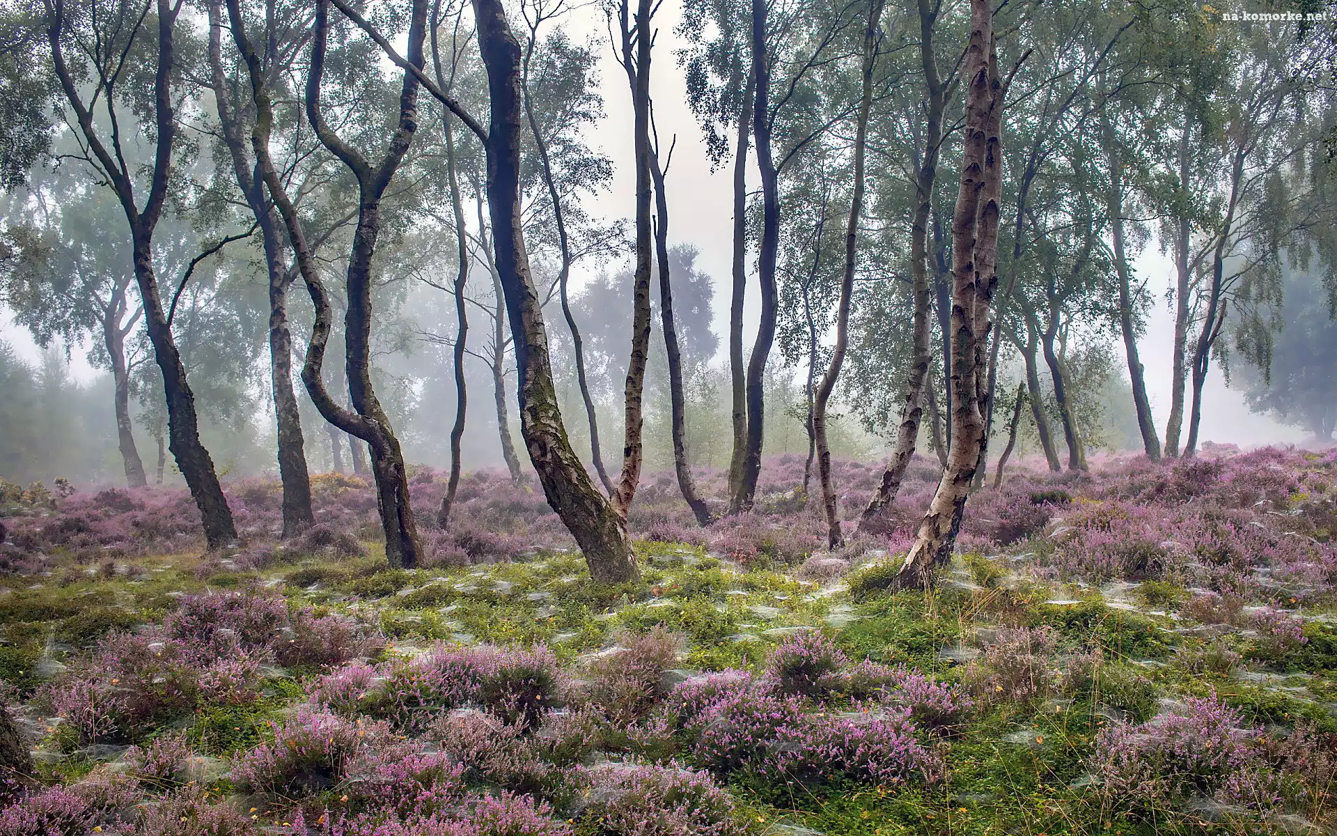 Anglia, Wrzosowisko, Mgła, Park Narodowy Peak District, Stanton Moor, Drzewa, Brzozy