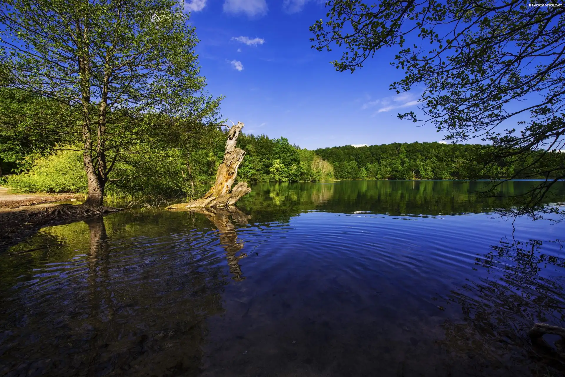 Chorwacja, Drzewa, Park Narodowy Jezior Plitwickich, Jezioro