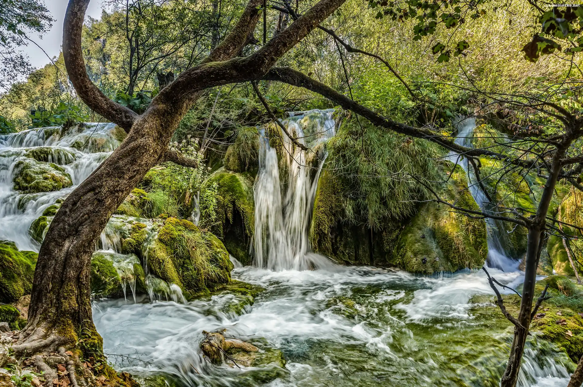 Chorwacja, Drzewa, Park Narodowy Jezior Plitvickich, Wodospad
