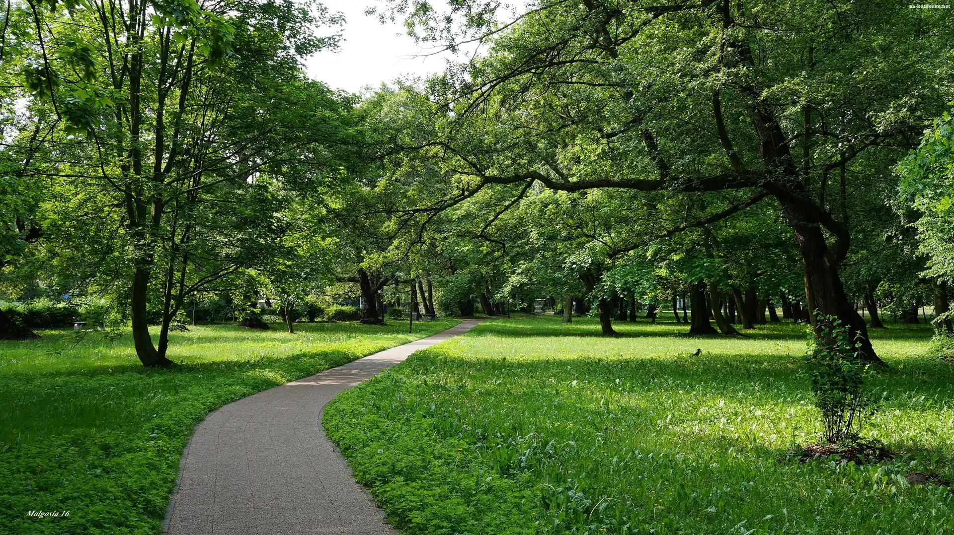 Drzewa, Park, Droga, Ścieżka, Trawnik