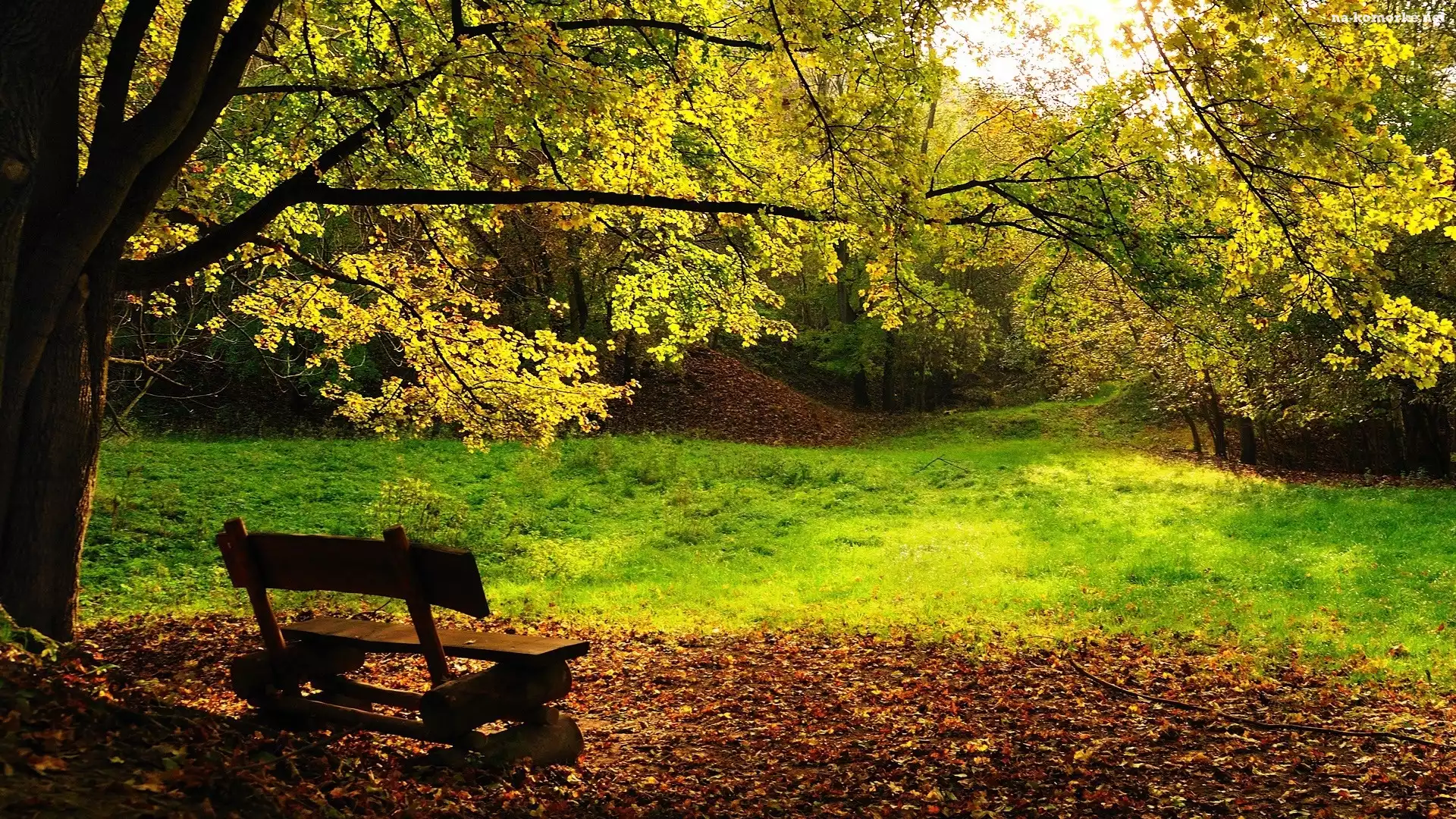 Drzewa, Park, Drewniana, Ławka