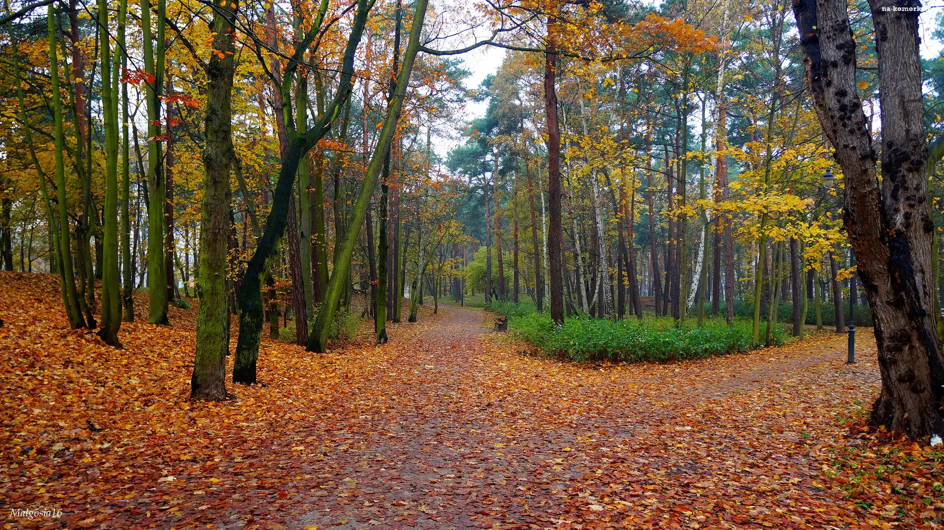 Drzewa, Jesień, Park, Droga, Alejki