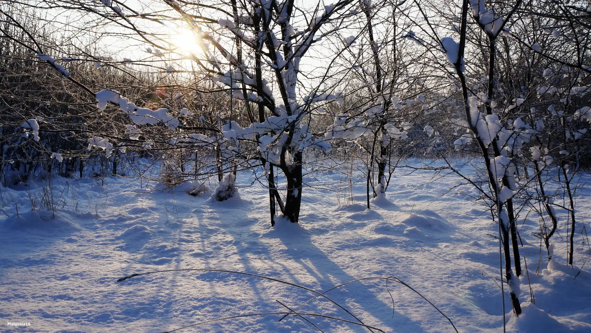 Gałęzie, Drzewa, Zima, Słońce, Śnieg, Przebijające Światło