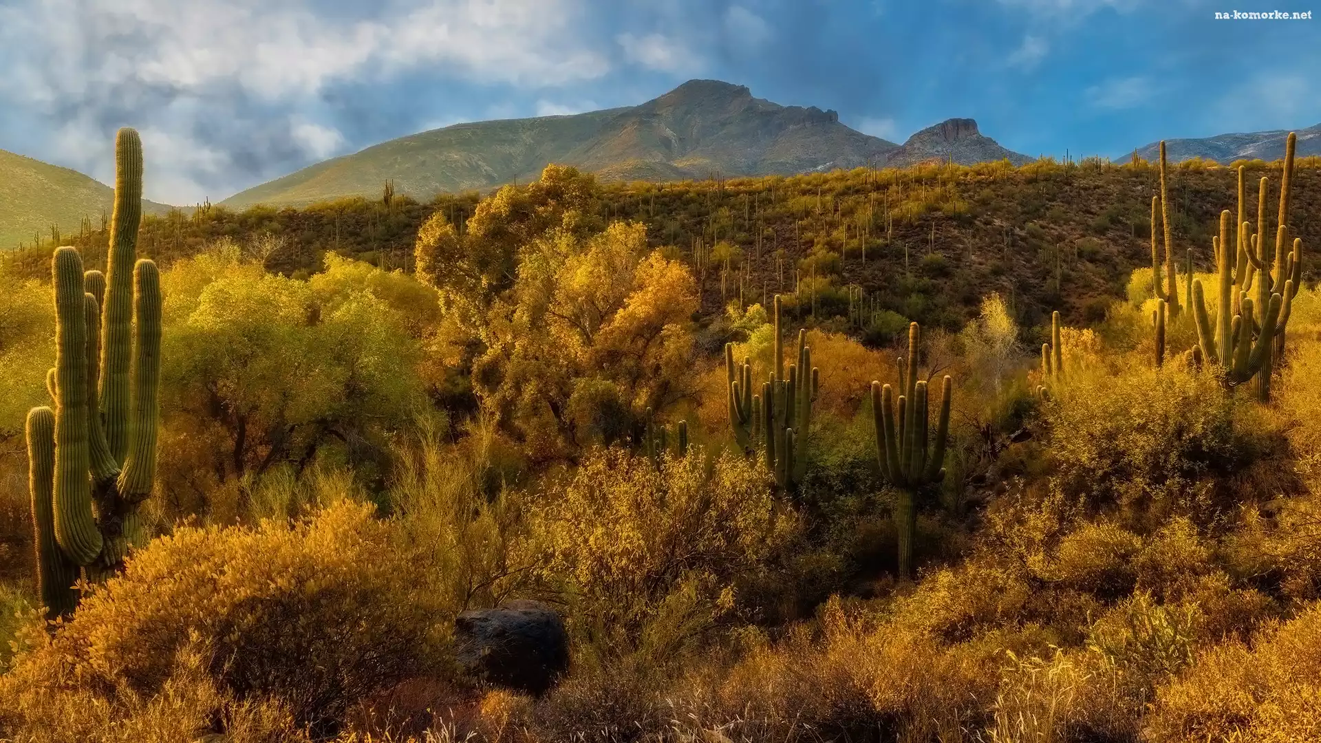 Sonora, Arizona, Góry, Stany Zjednoczone, Kaktusy, Pustynia, Drzewa