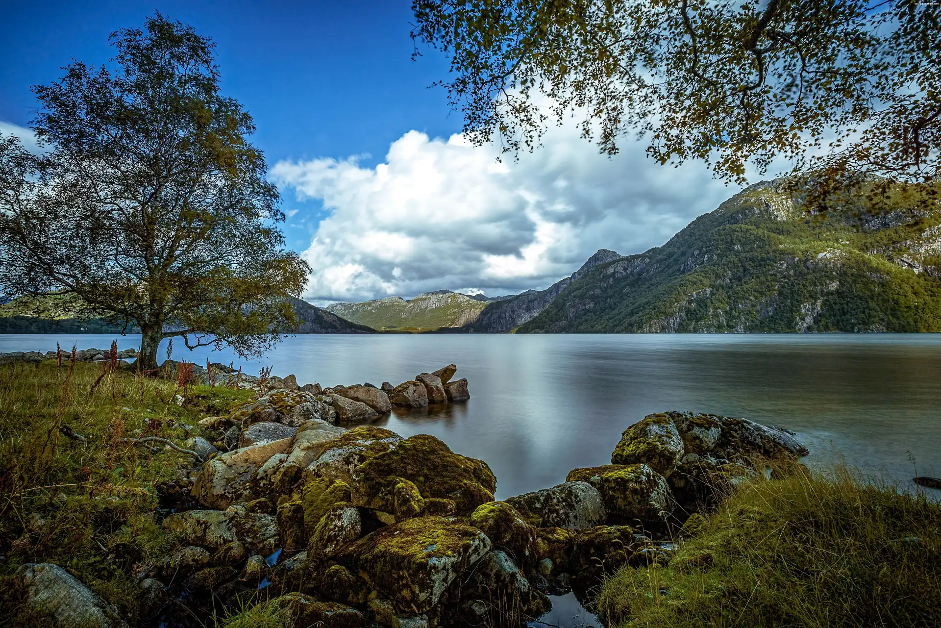 Drzewa, Norwegia, Jezioro, Góry, Kamienie