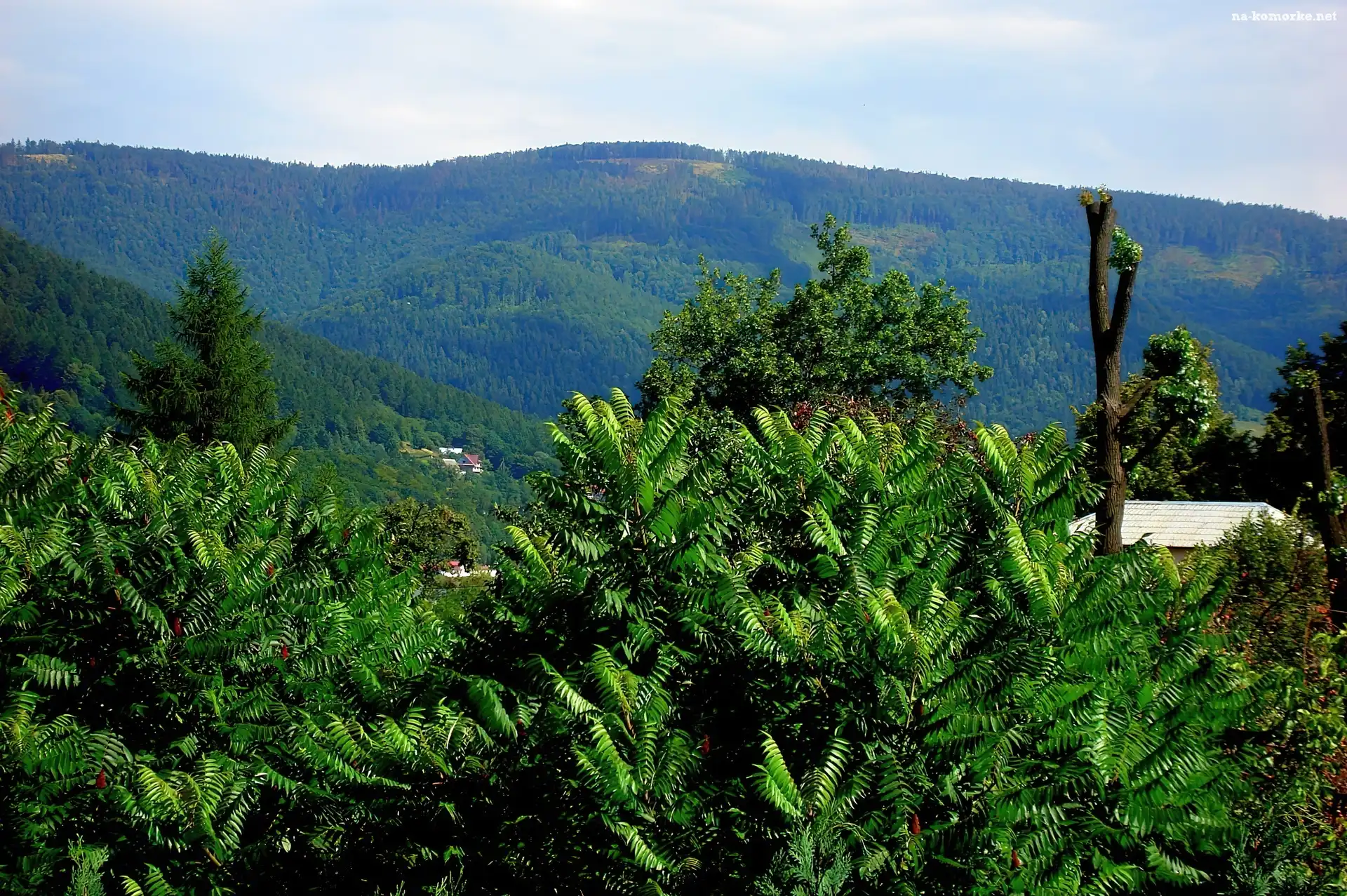 Góry, Drzewa, Lato