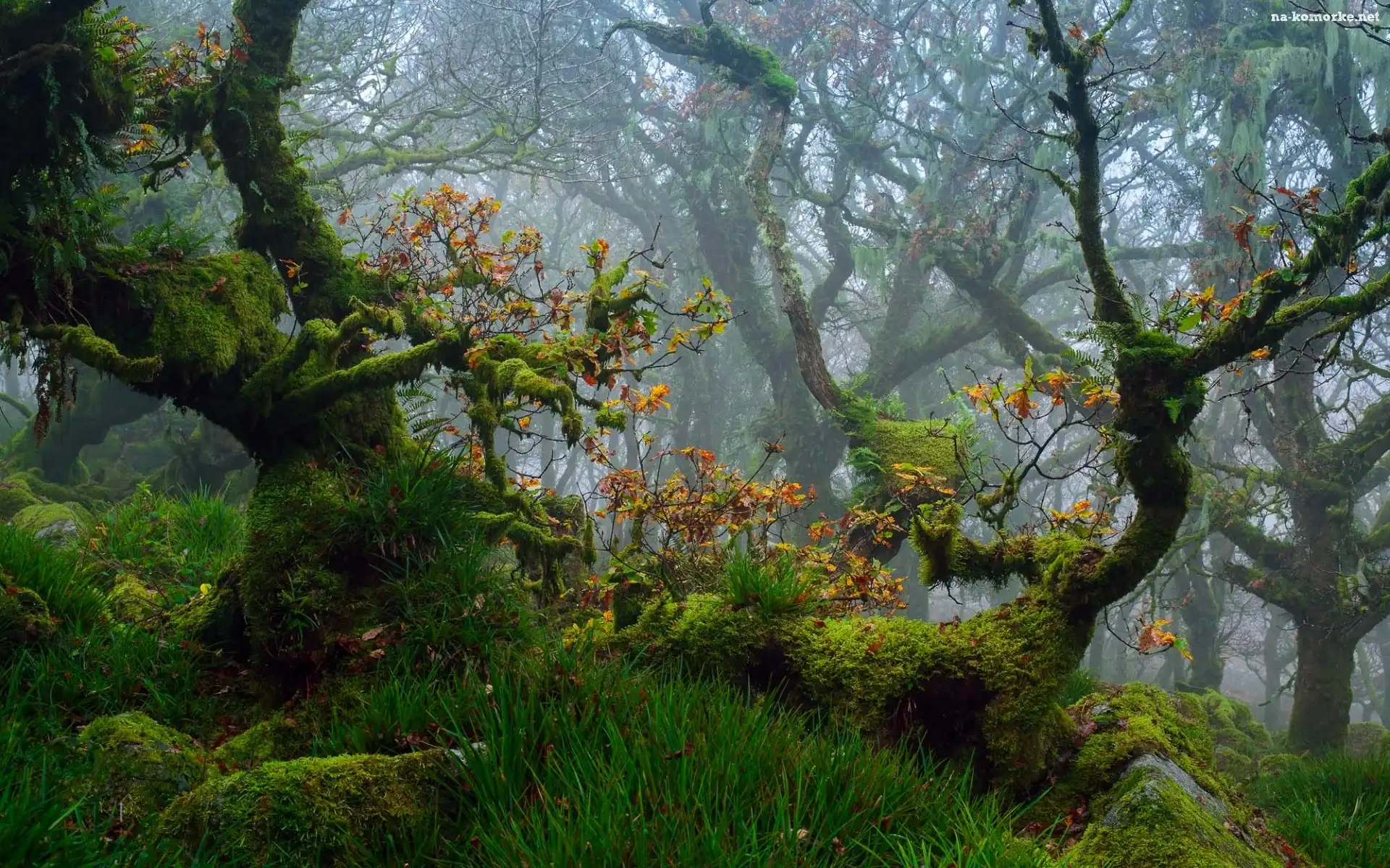 Anglia, Mech, Jesień, Devon, Park Narodowy Dartmoor, Las, Drzewa