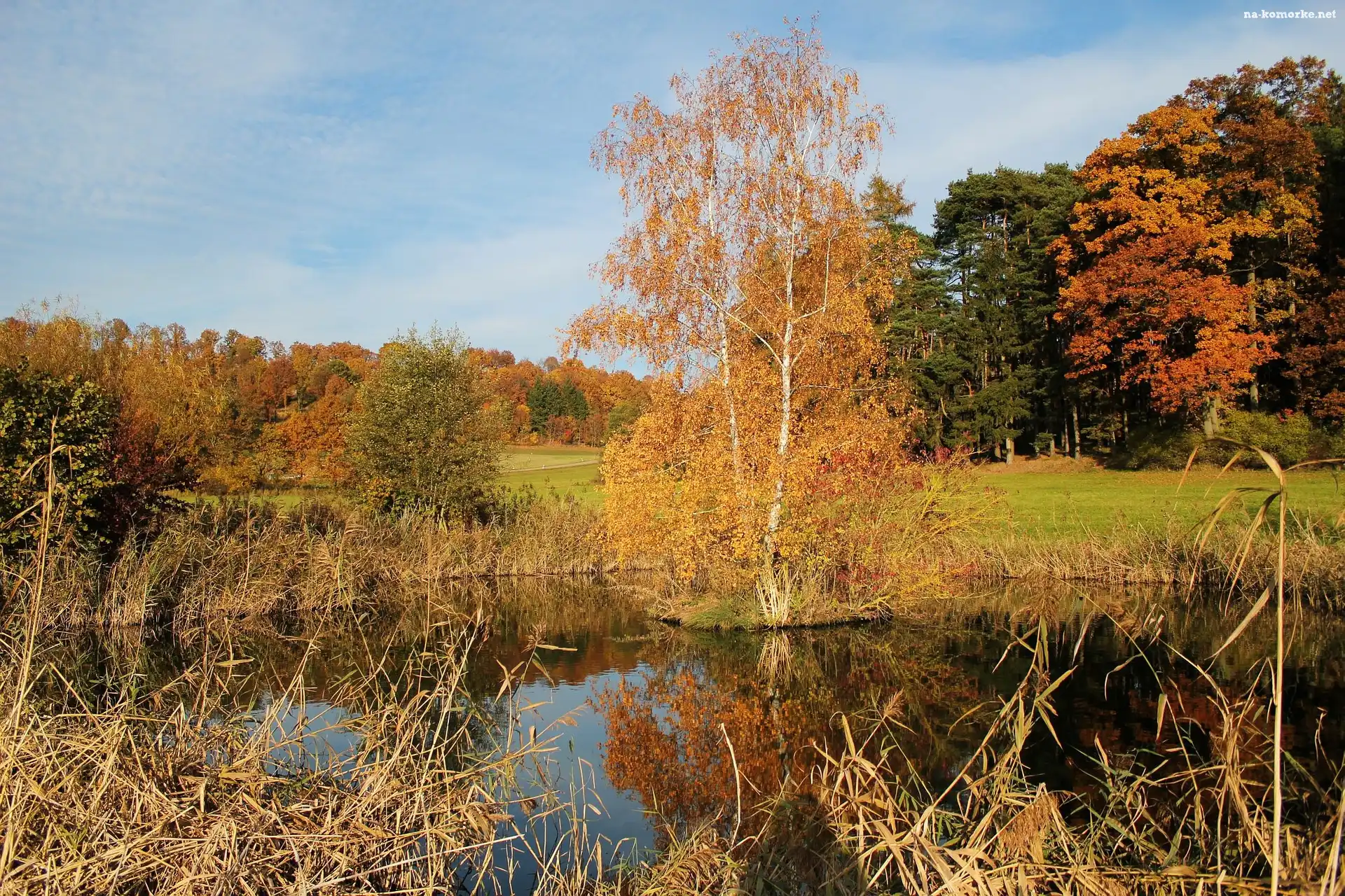 Jezioro, Drzewa, Łąka