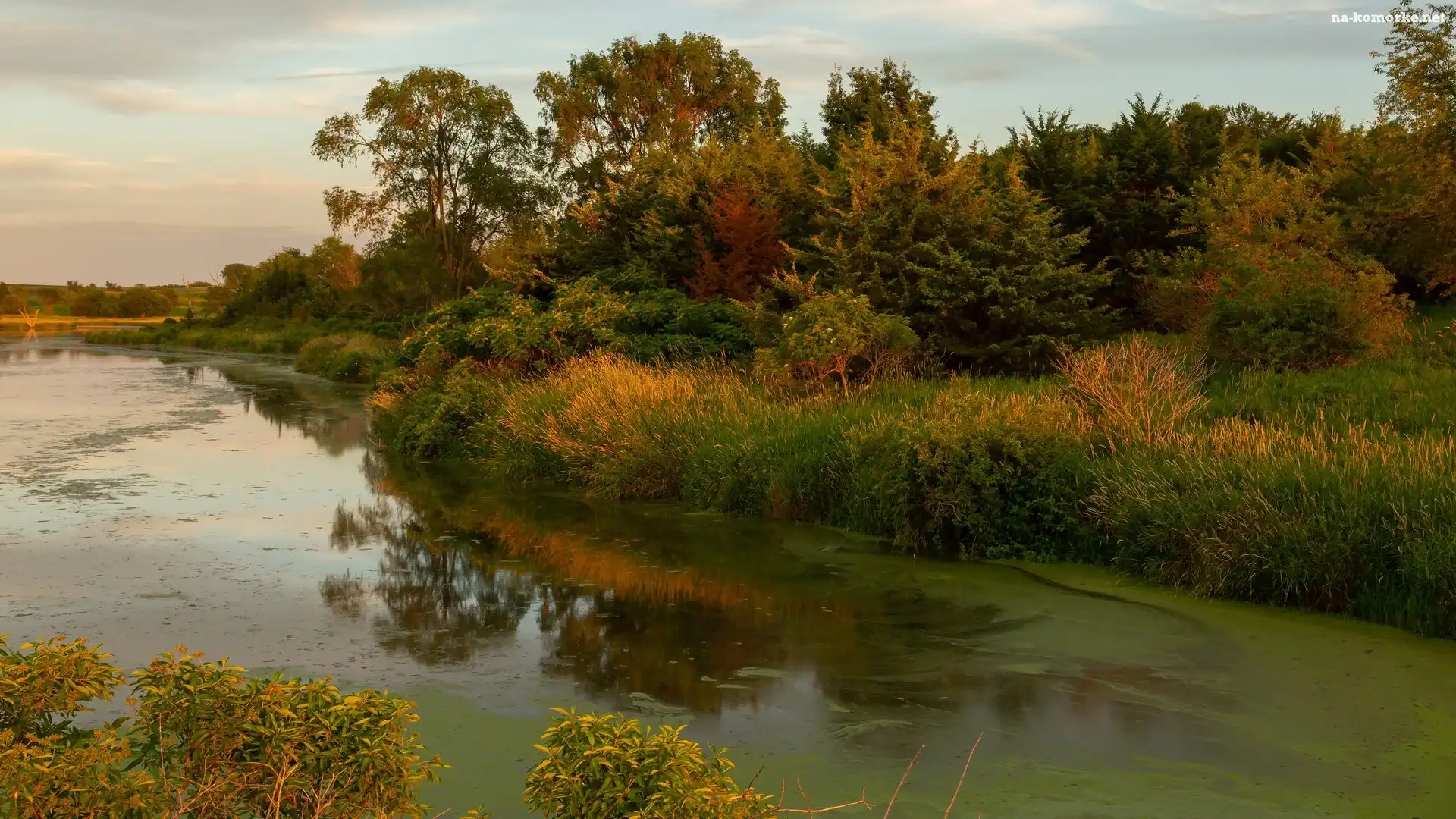 Rośliny, Stan Iowa, Jezioro, Stany Zjednoczone, Drzewa, Krzewy, Prairie Rose Lake