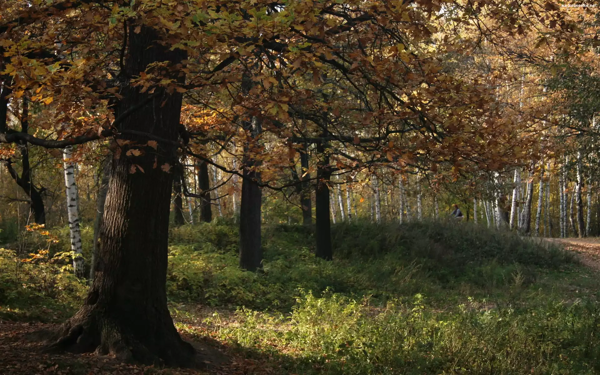 Las, Drzewa, Jesień