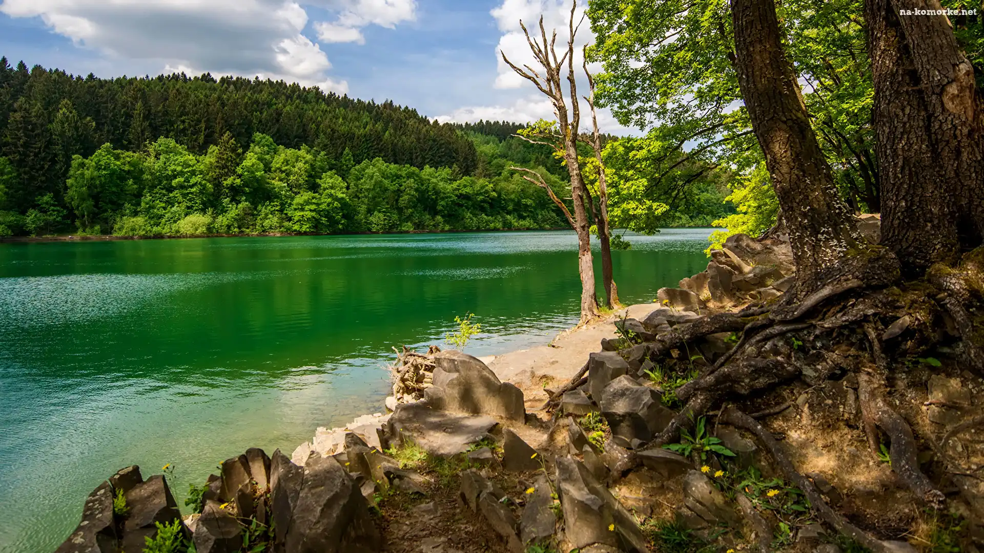 Drzewa, Wzgórze, Rzeka, Roślinność, Las, Kamienie