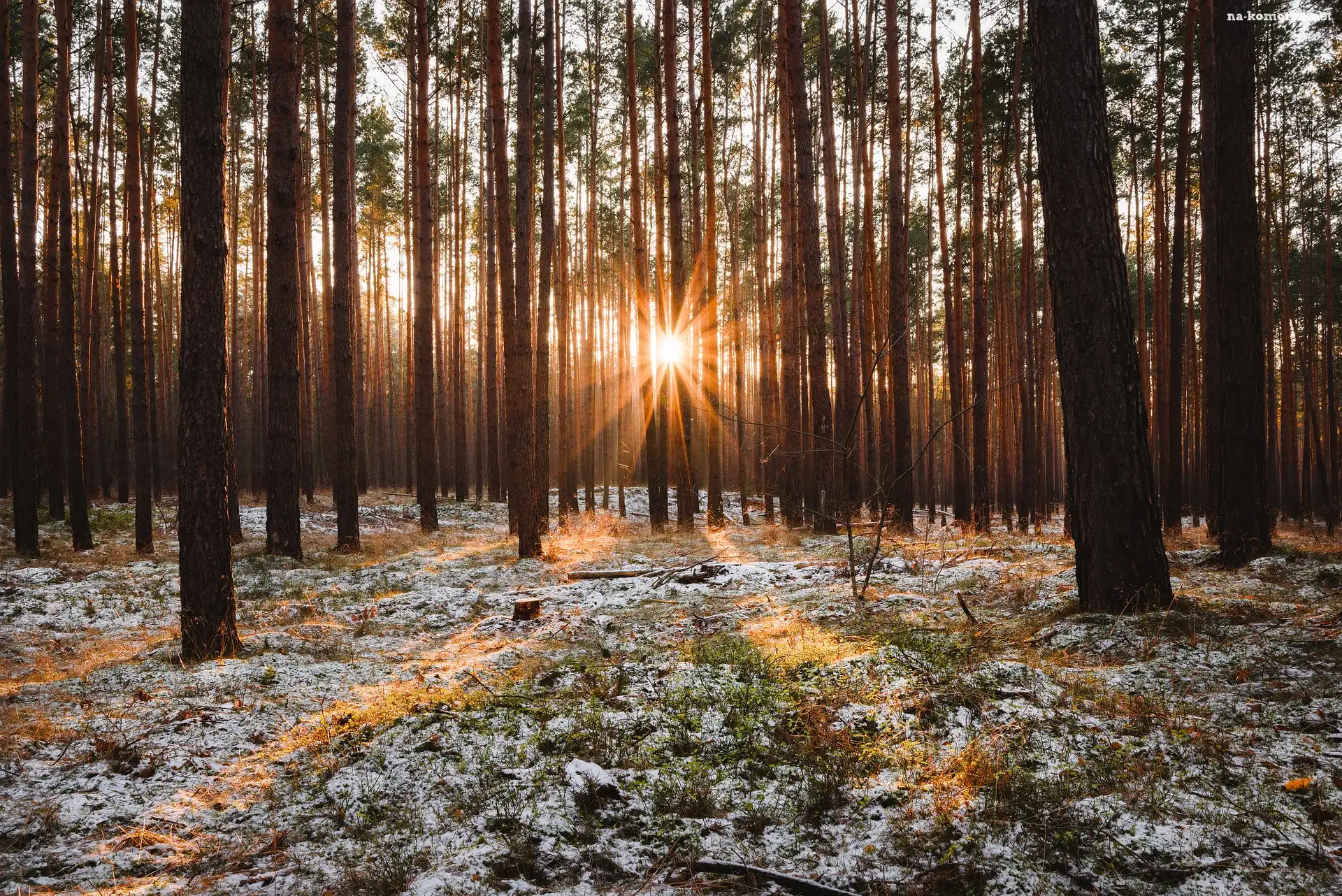 Trawa, Słoneczny, Las, Blask, Promienie słońca, Śnieg, Drzewa
