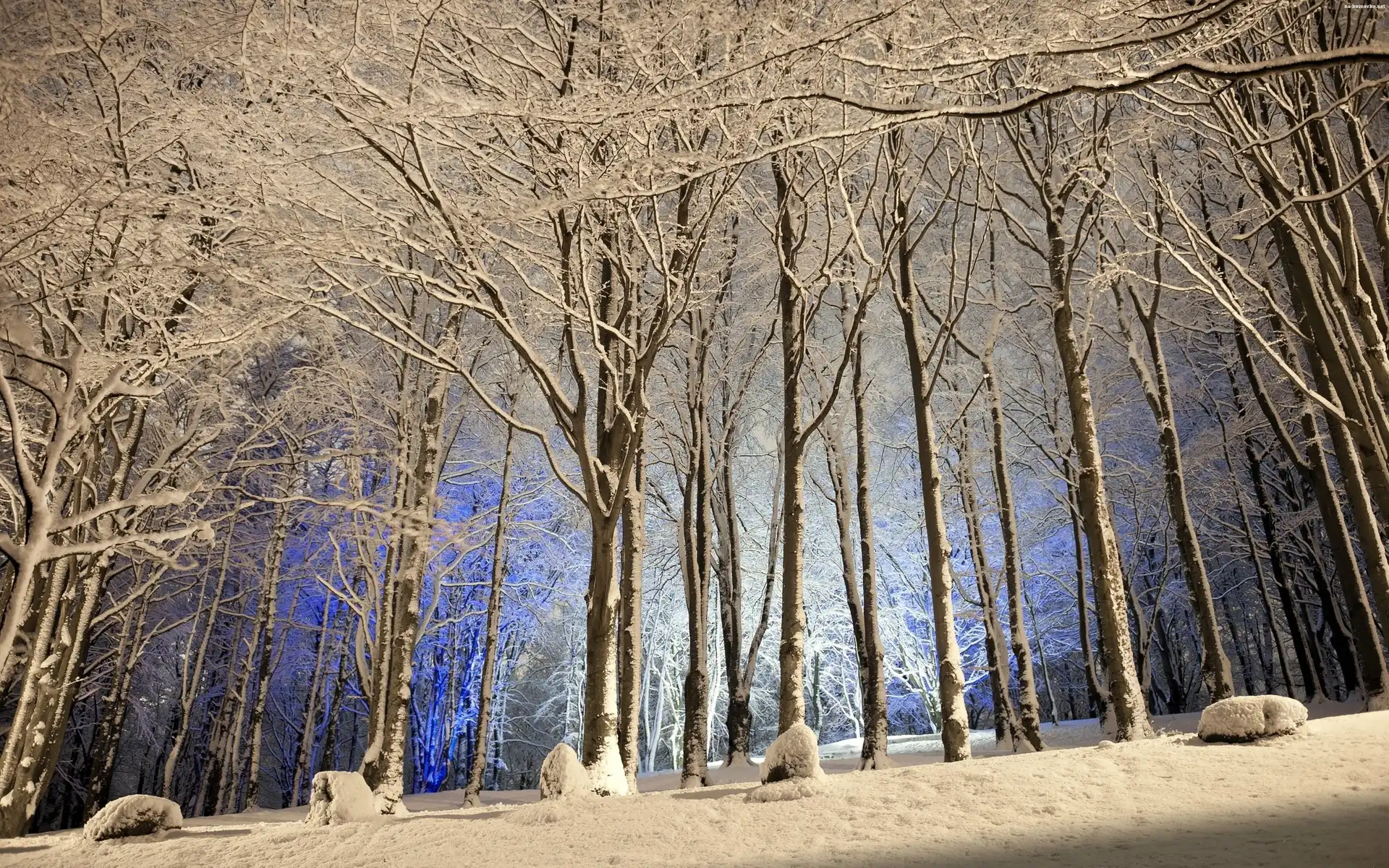 Drzewa, Zima, Las, Śnieg