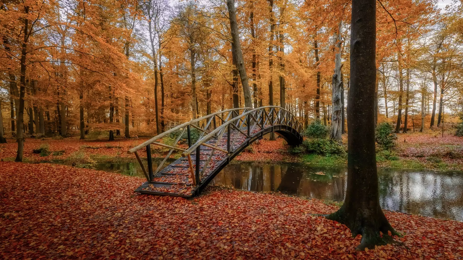 Drzewa, Rzeczka, Park, Jesień, Mostek, Liście