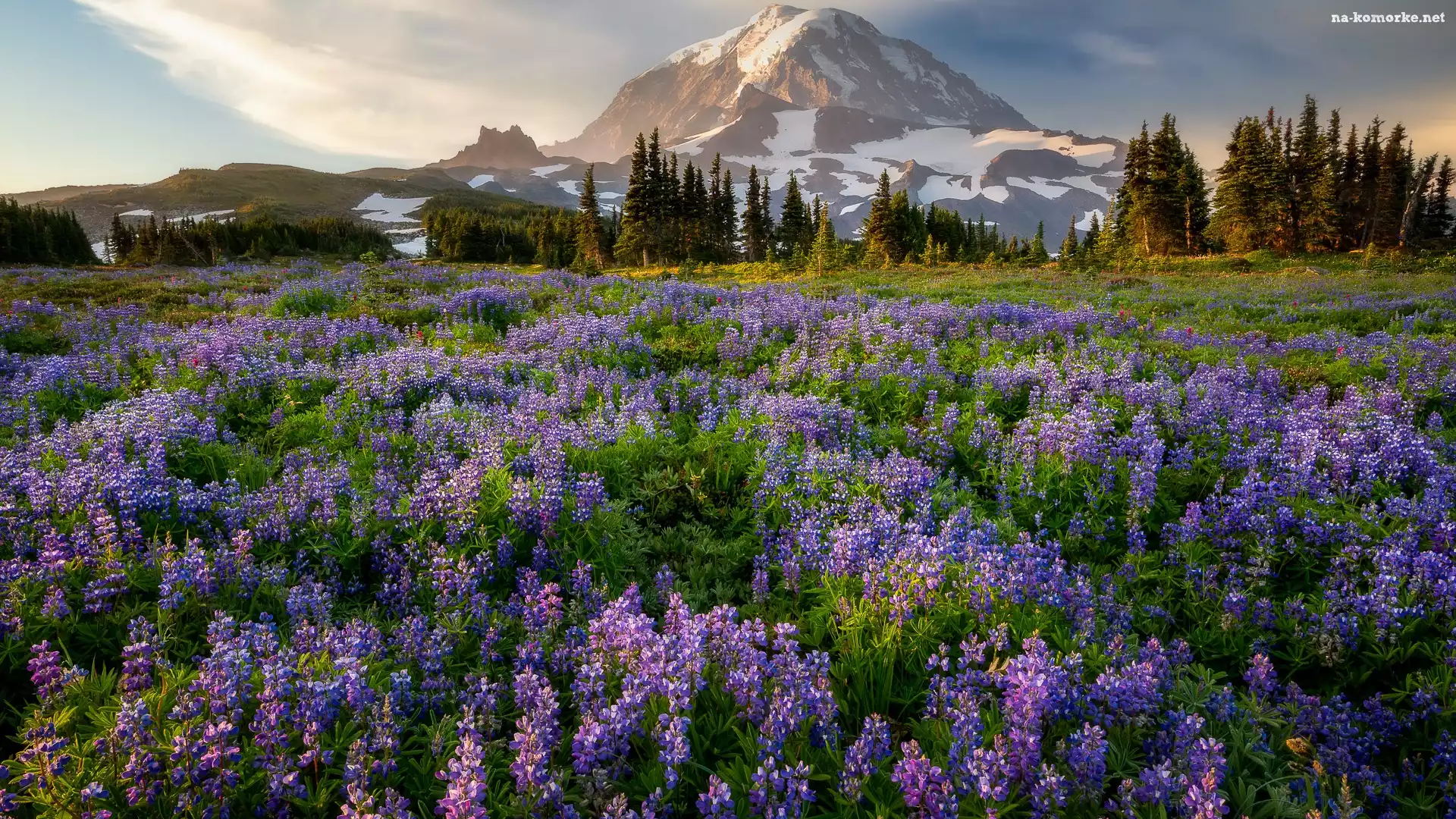 Park Narodowy Mount Rainier, Stratowulkan, Stany Zjednoczone, Drzewa, Łubiny, Łąka, Góry, Mount Rainier, Stan Waszyngton