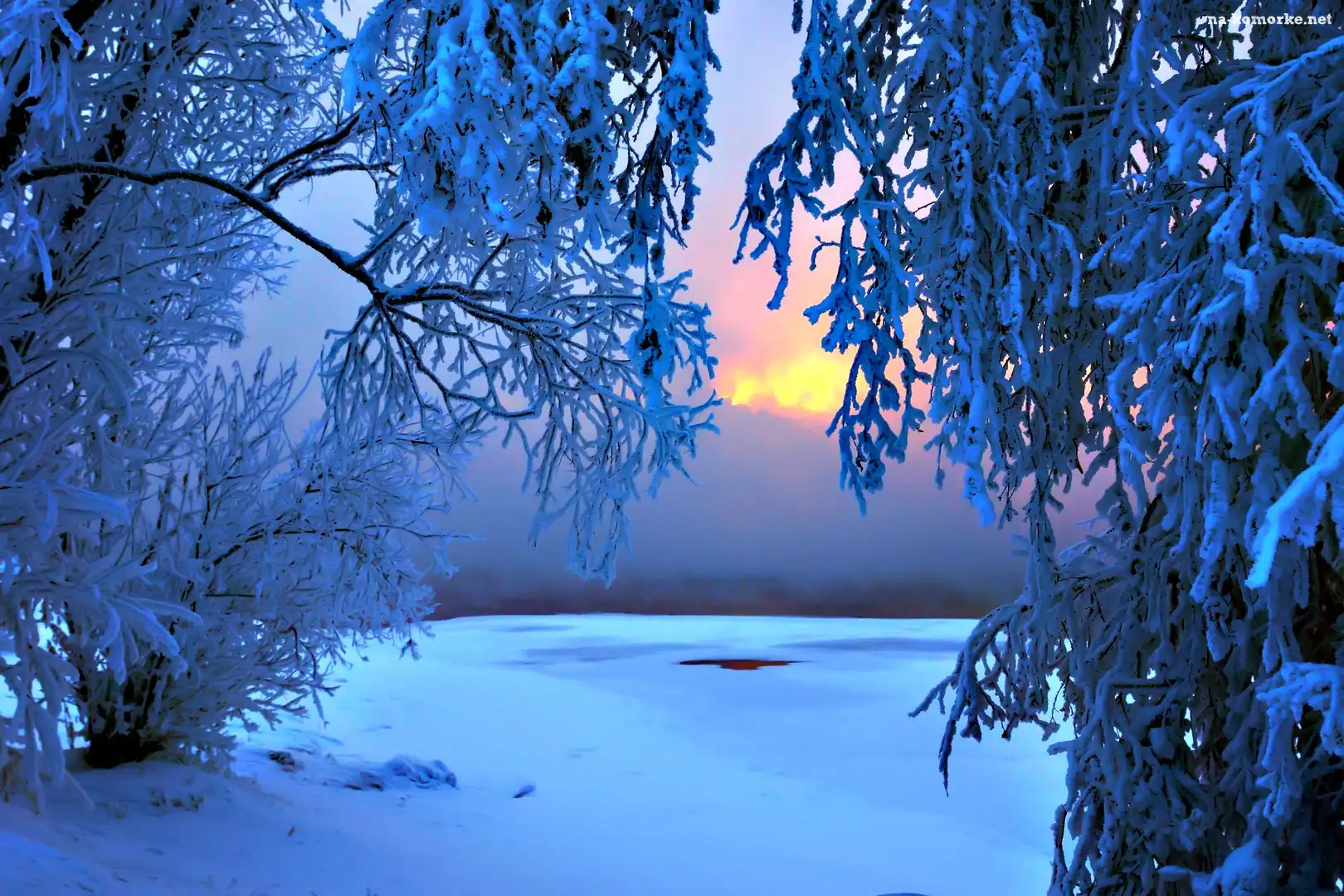 Drzewa, Śnieg