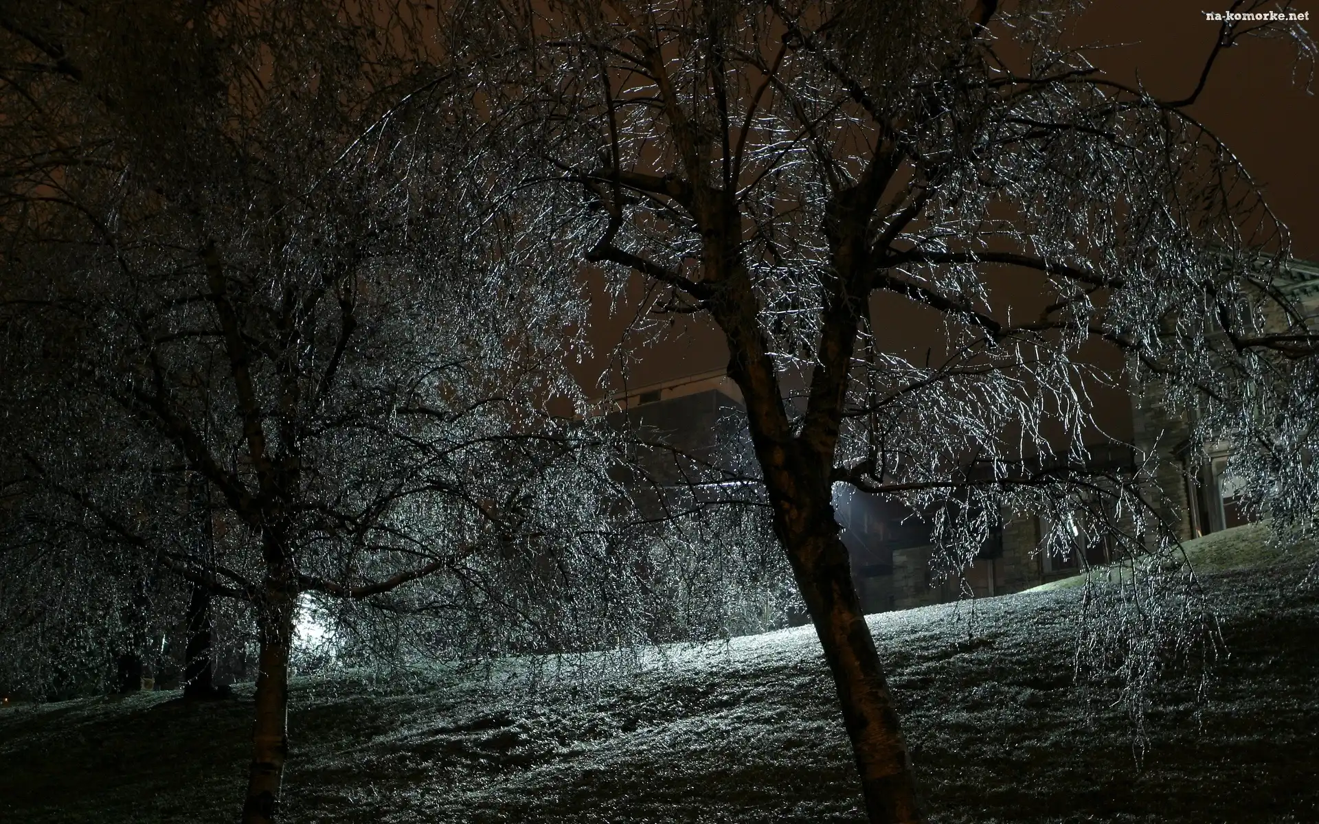 Drzewa, Noc