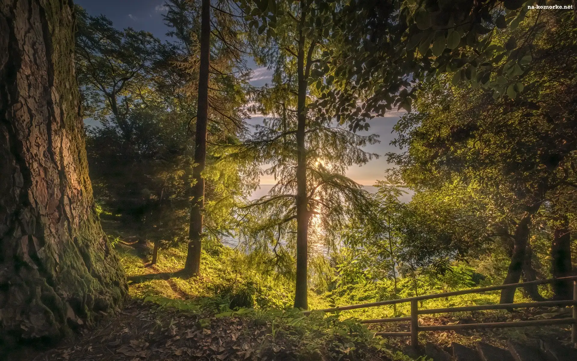 Gruzja, Ogród Botaniczny, Drzewa, Batumi, Ogrodzenie