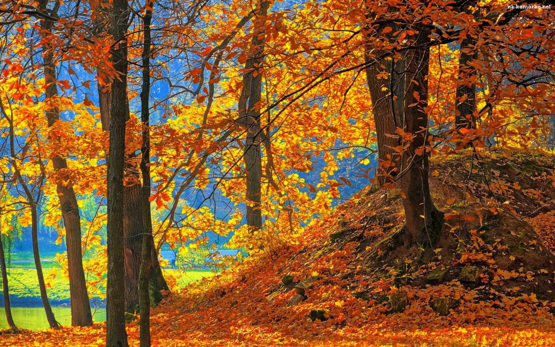 Drzewa, Park, Nad Jeziorem, Opadłe Liście