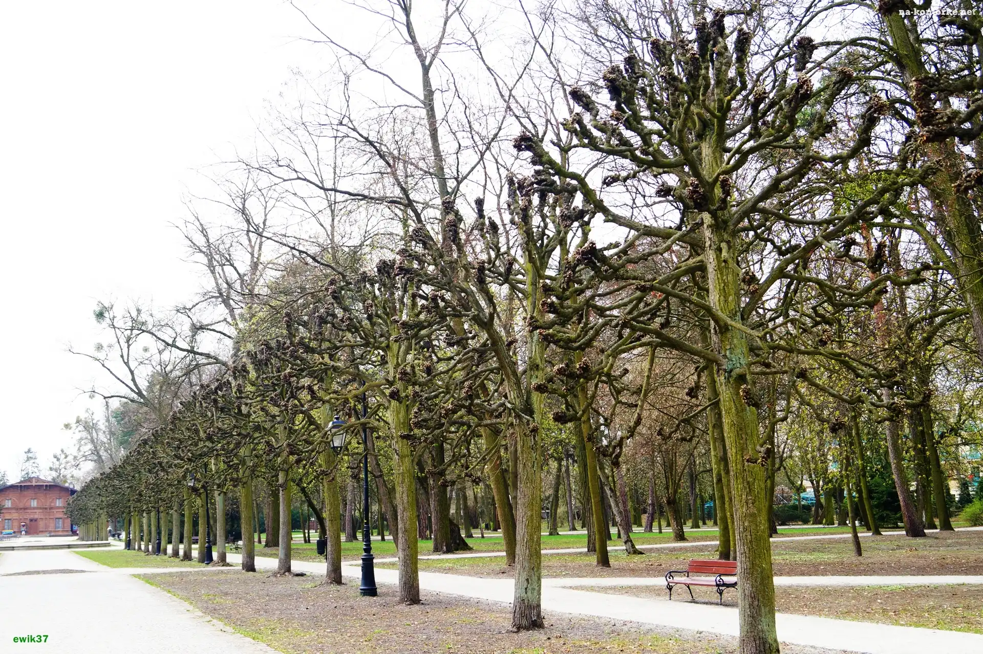 Drzewa, Budynek, Ciechocinek, Park, Park, Ławka