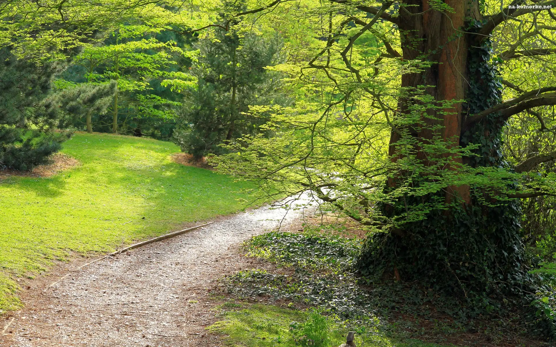 Park, Drzewa, Dróżka