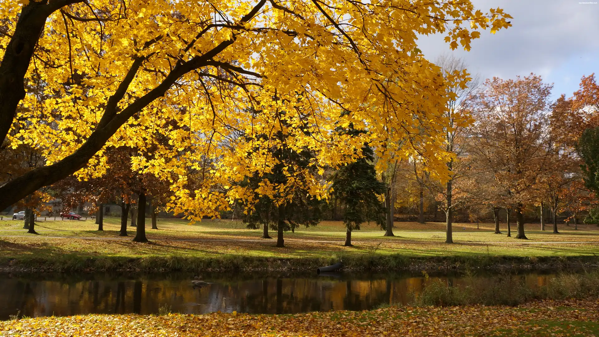 Park, Drzewa, Rzeczka