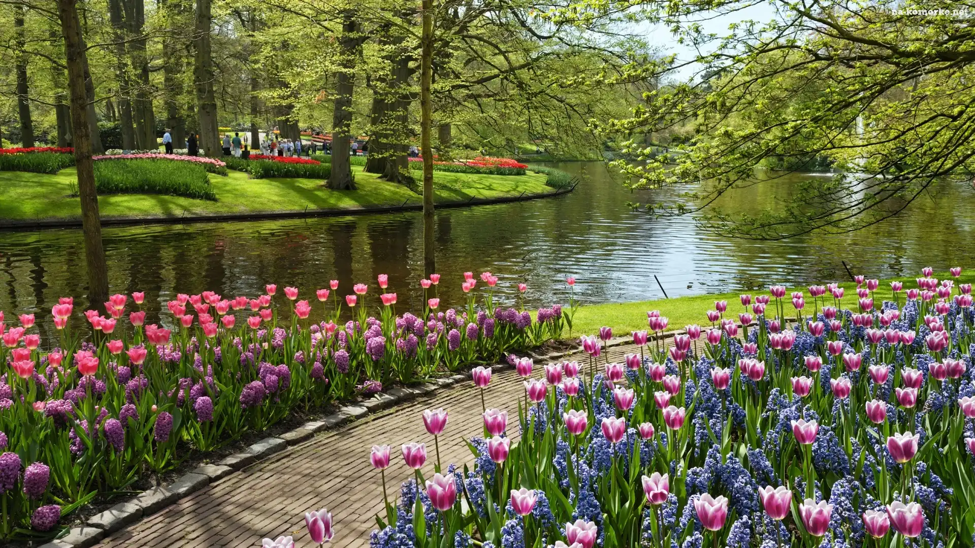 Ścieżka, Park, Rzeka, Drzewa, Tulipany