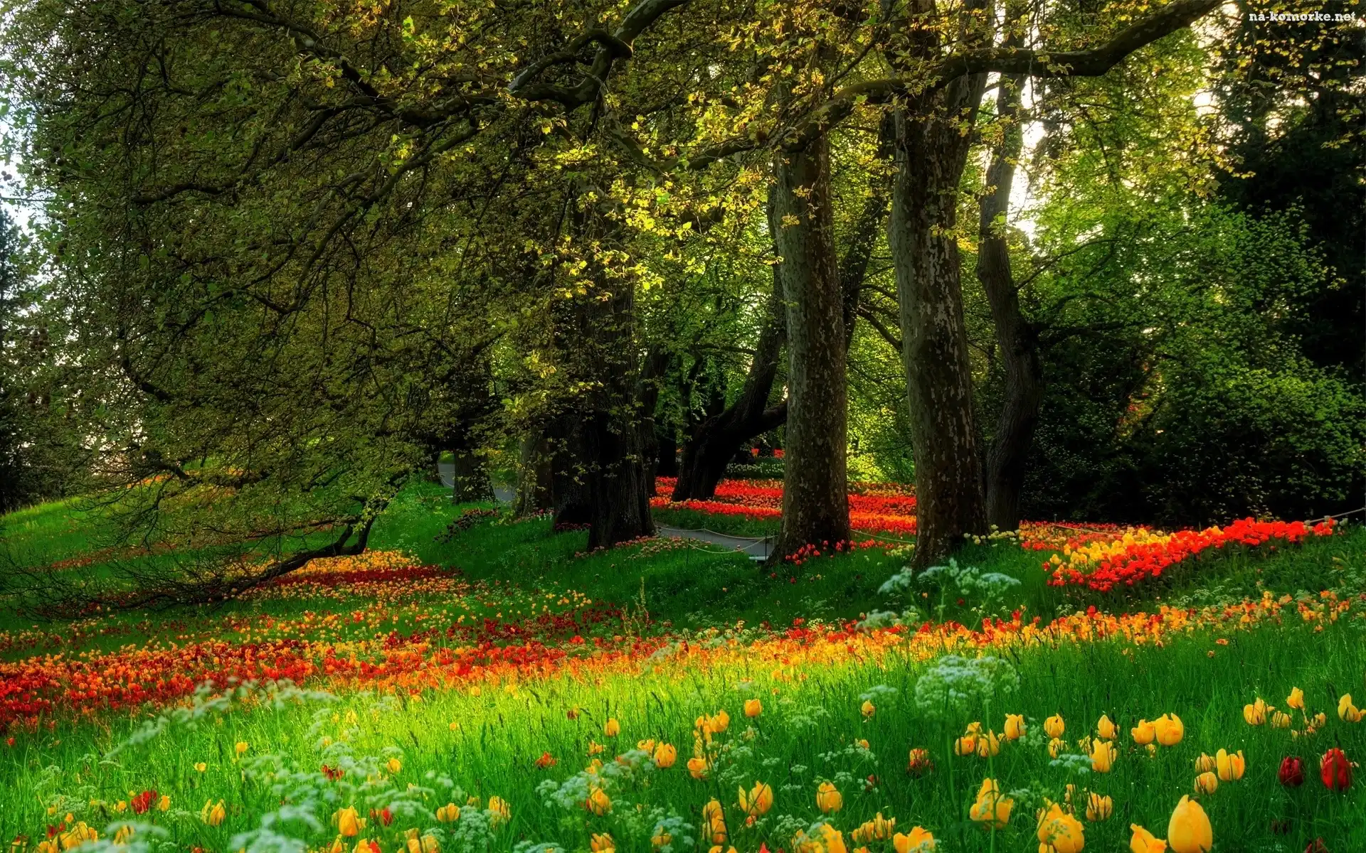 Park, Drzewa, Tulipany