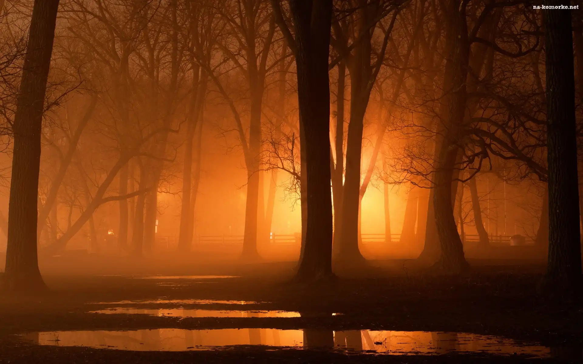 Park, Drzewa, Światło