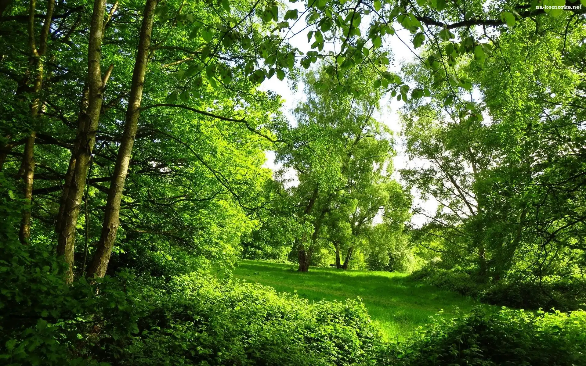 Park, Drzewa, Zieleń