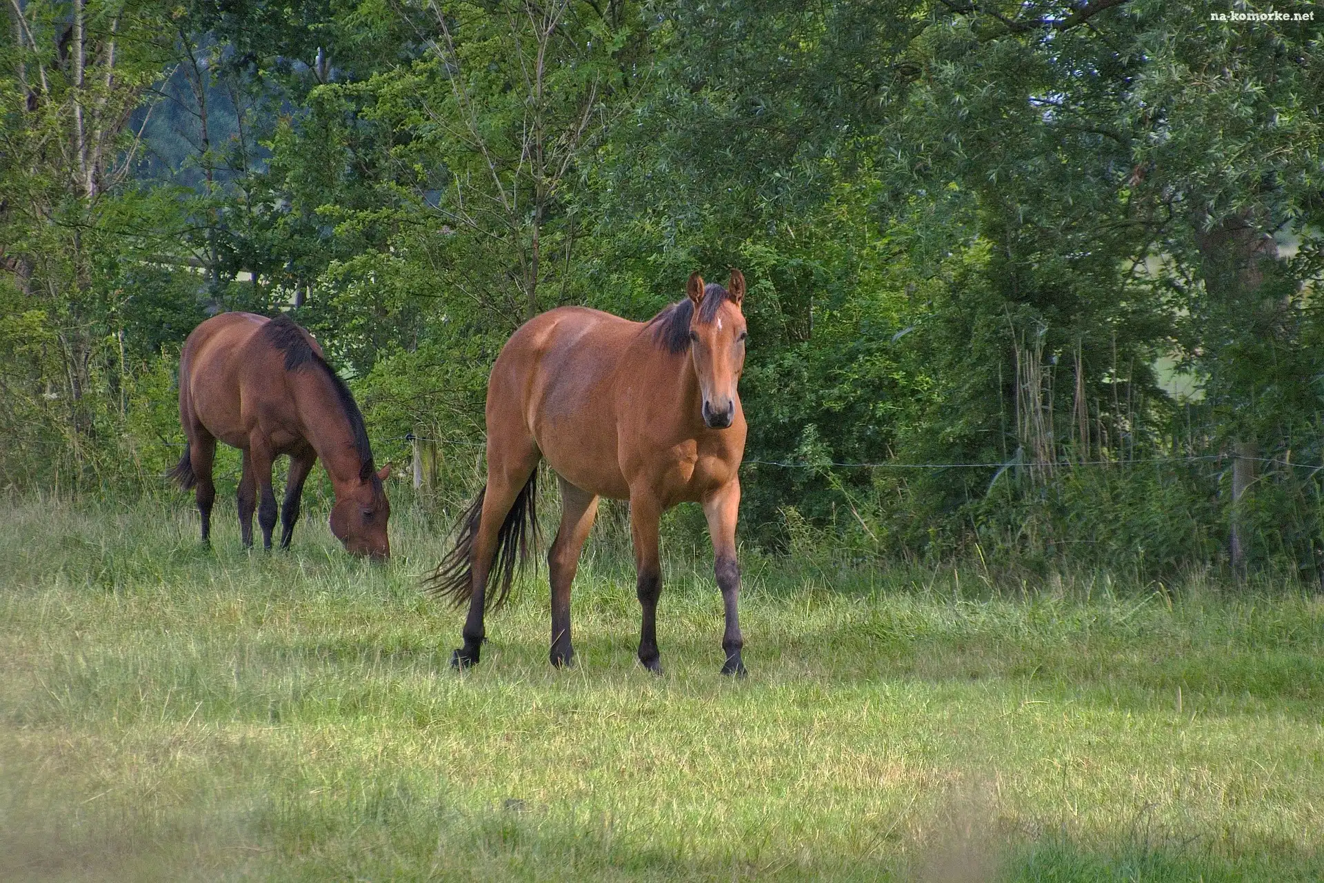 Drzewa, Konie, Brązowe, Pastwisko, Ogrodzenie