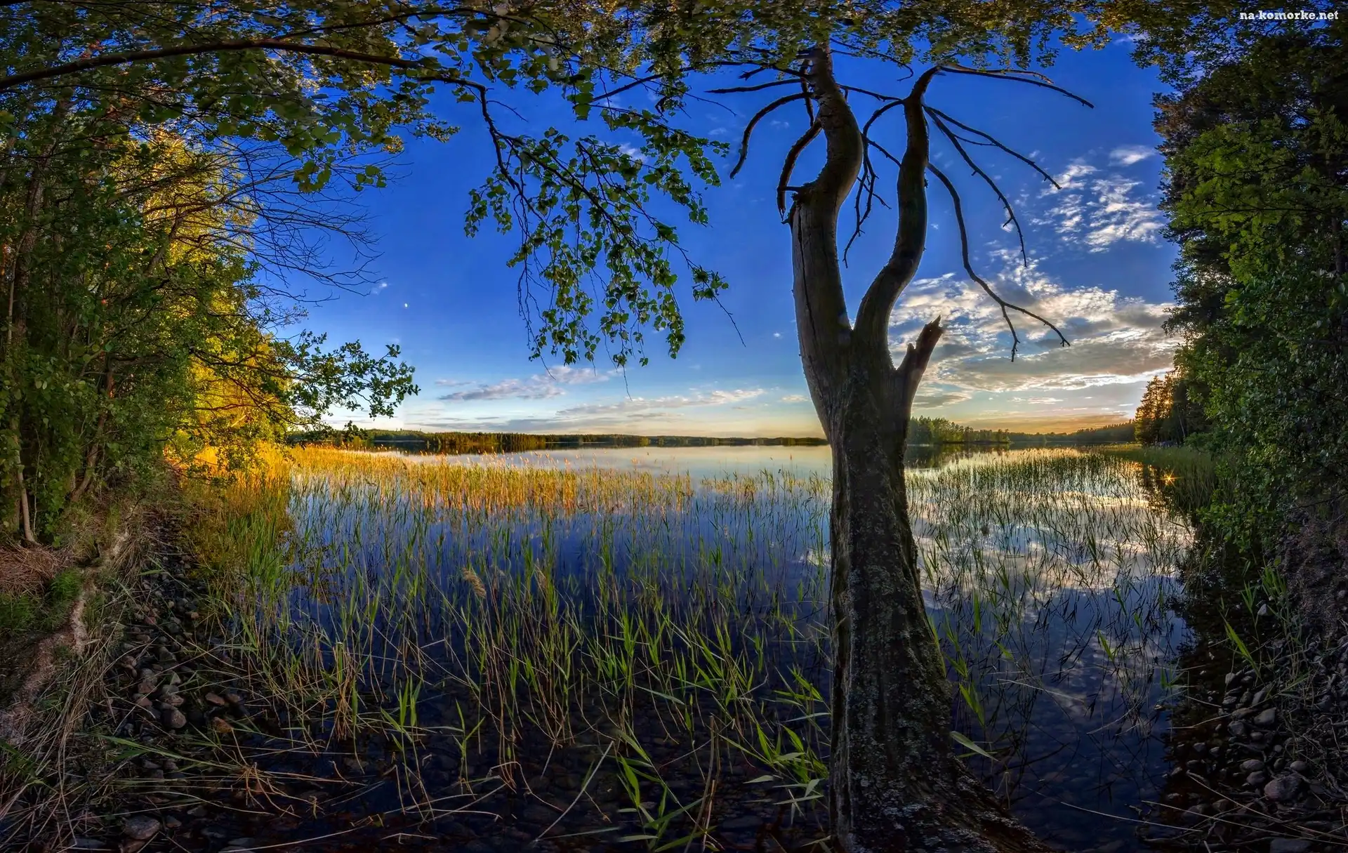 Rzeka, Drzewa, Krajobraz