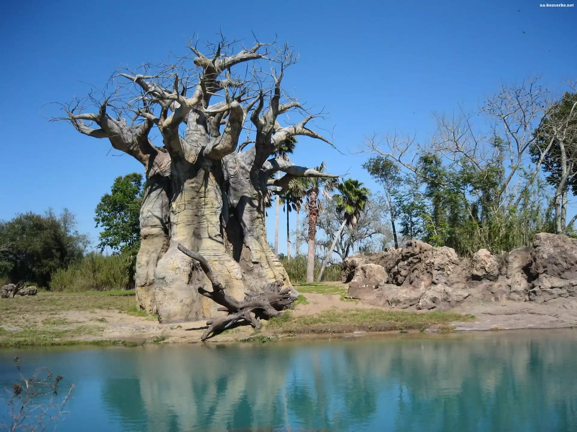 Niebo, Drzewa, Baobab, Rzeka, Skałki