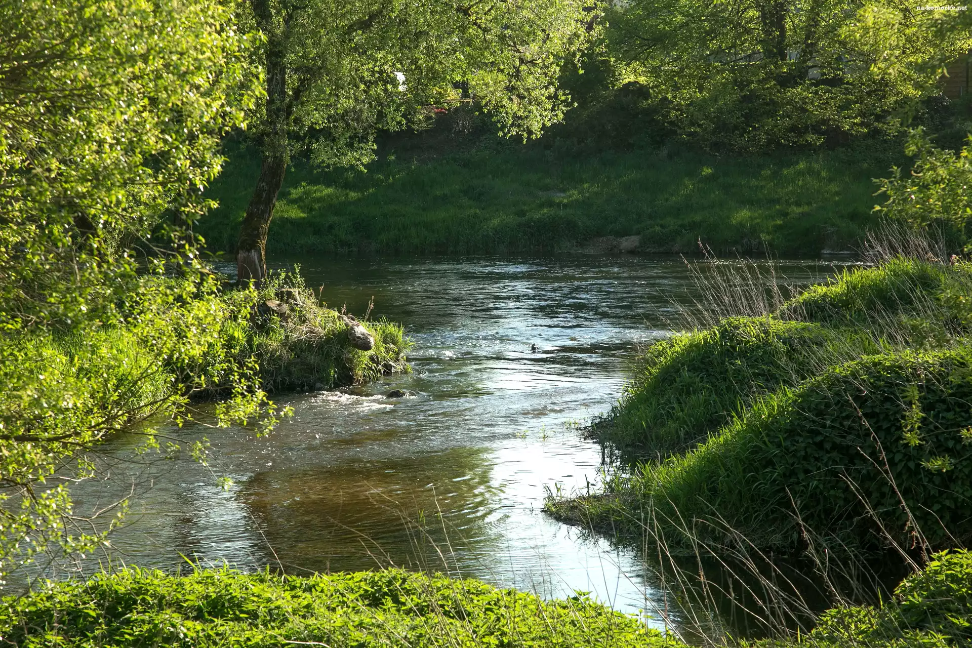 Rzeka, Drzewa, Trawa