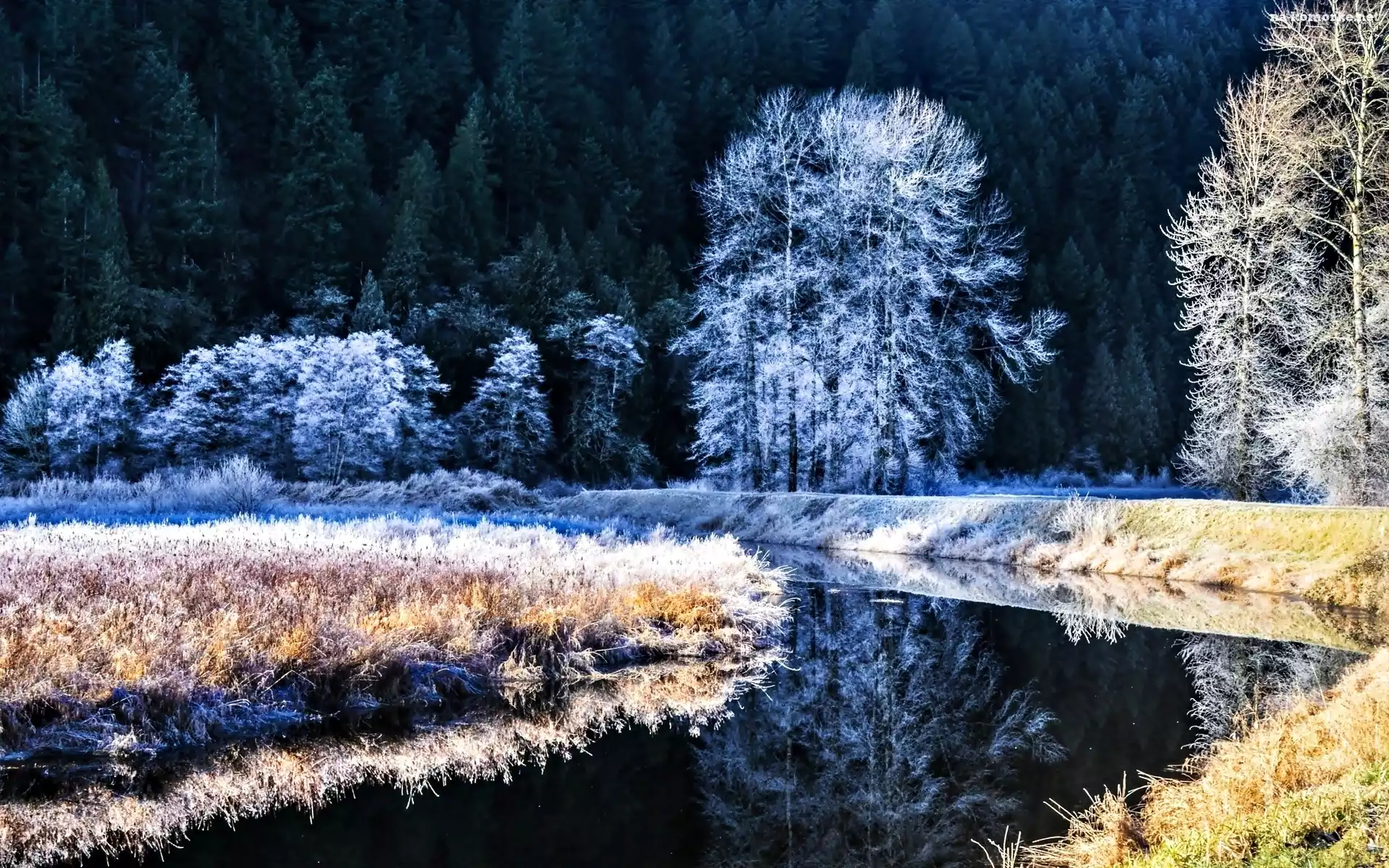 Drzewa, Śnieg, Zima, Noc, Rzeka, Szron