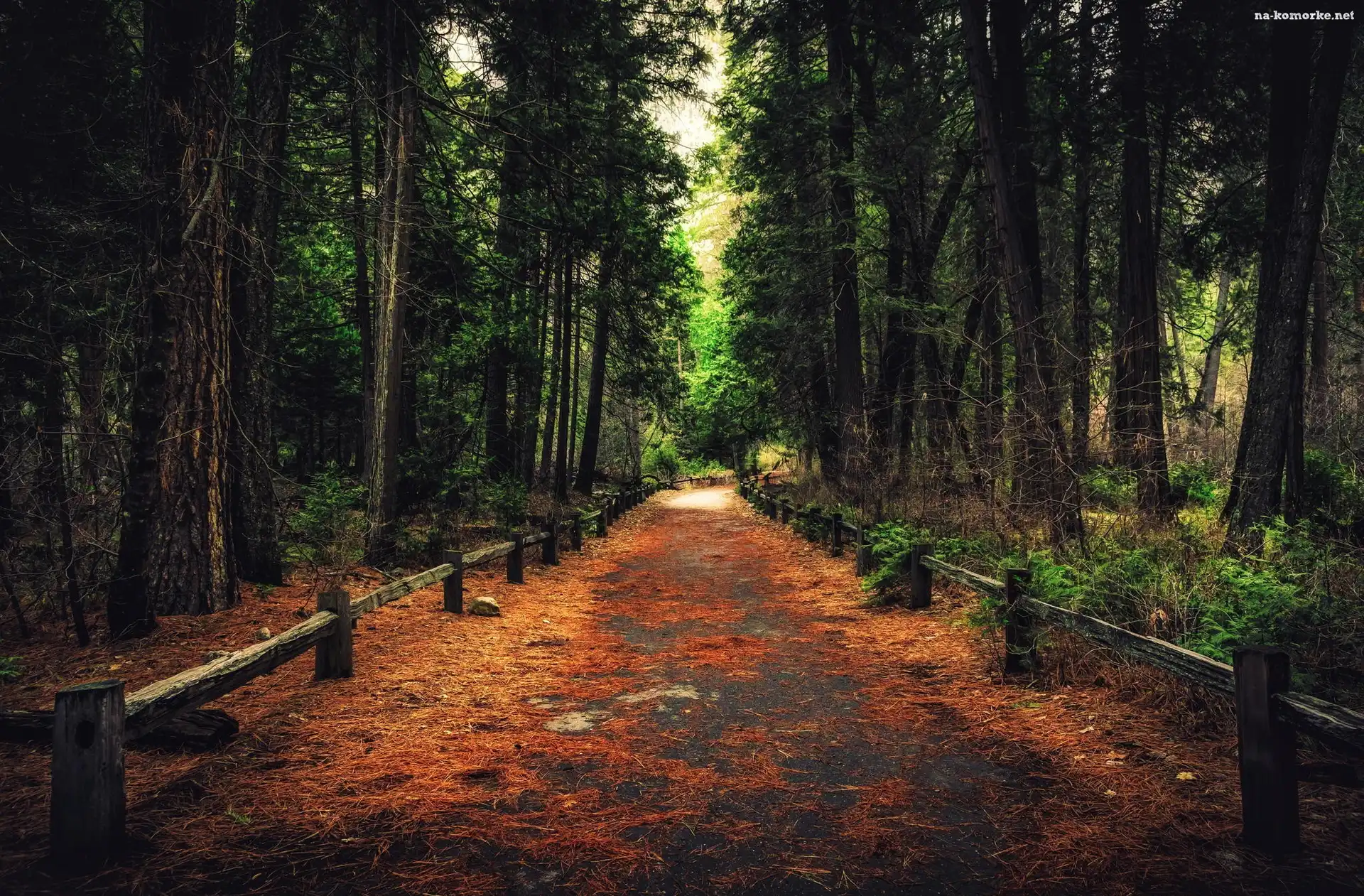 Stany Zjednoczone, Drzewa, Ogrodzenie, Stan Kalifornia, Park Narodowy Yosemite, Droga, Las