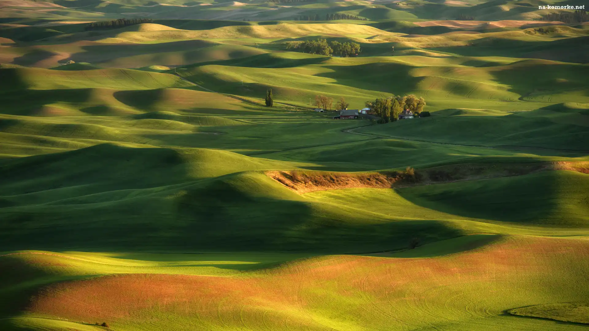 Drzewa, Stan Waszyngton, Stany Zjednoczone, Domy, Pola, Steptoe Butte State Park, Region Palouse