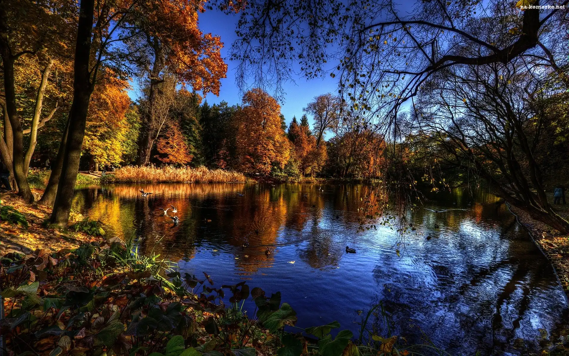 Drzewa, Park, Jesień, Ptaki, Staw, Kaczki