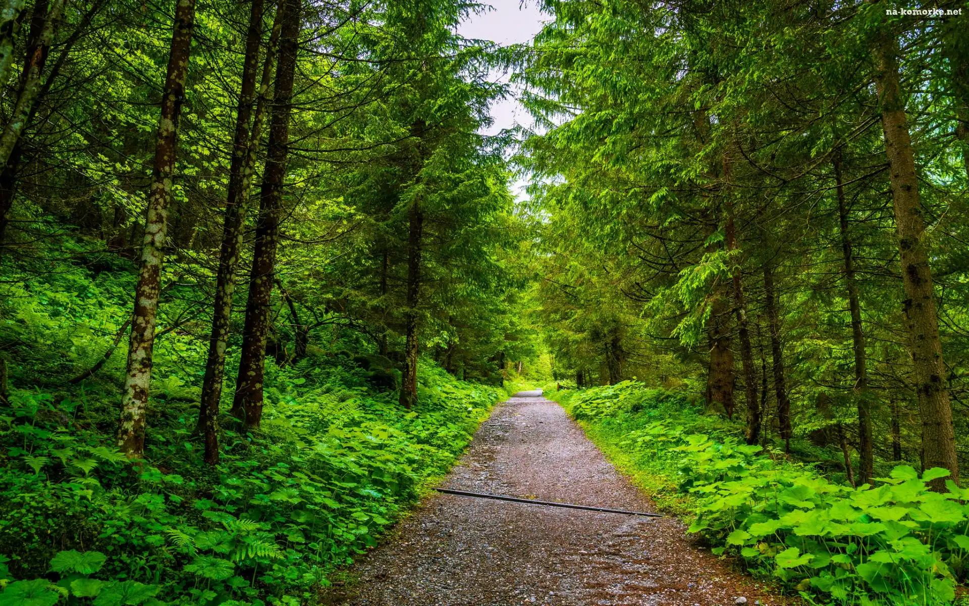 Droga, Drzewa, Świerki, Las, Roślinność