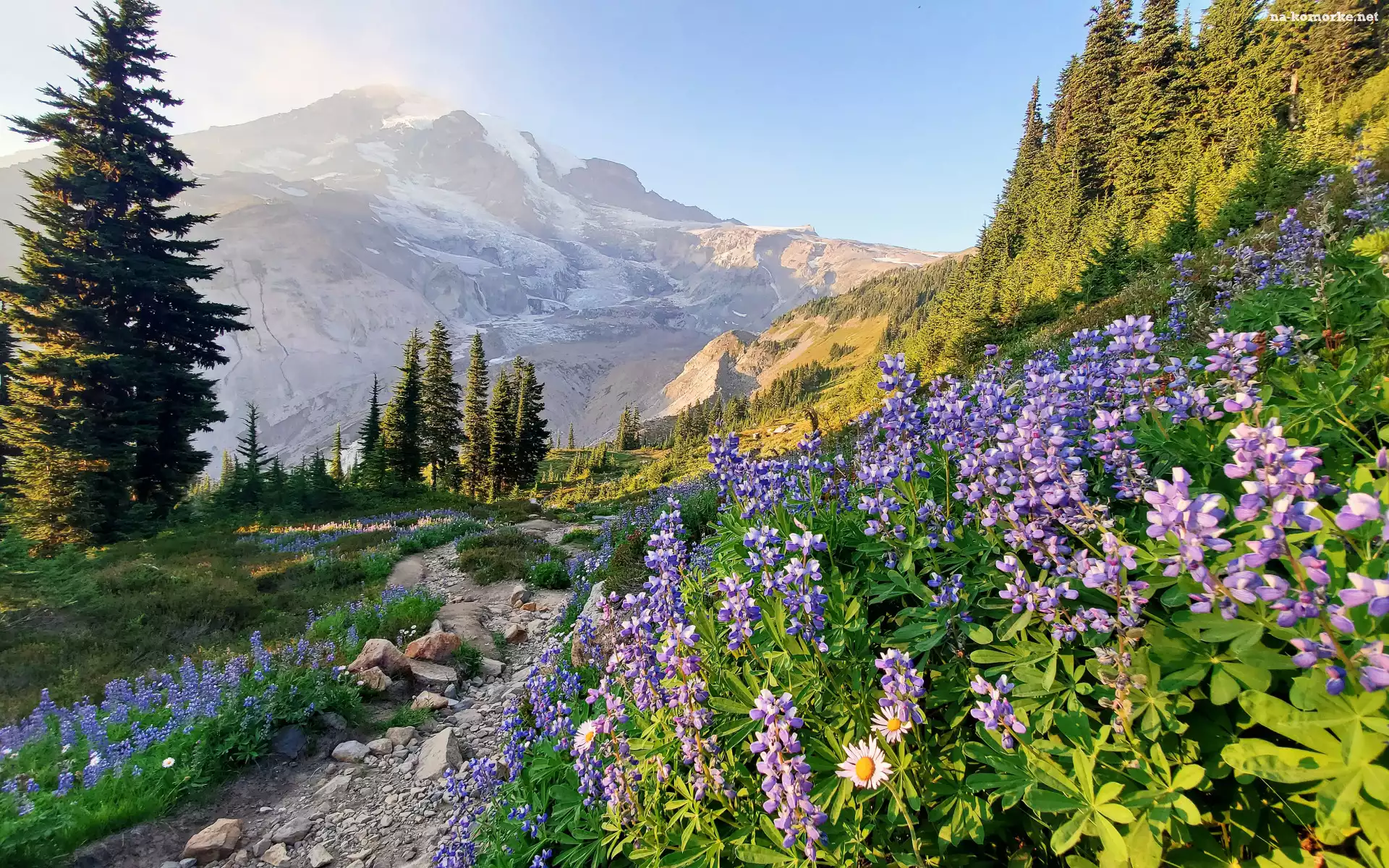 Drzewa, Stan Waszyngton, Łubin, Stany Zjednoczone, Kwiaty, Kamienie, Góry, Park Narodowy Mount Rainier