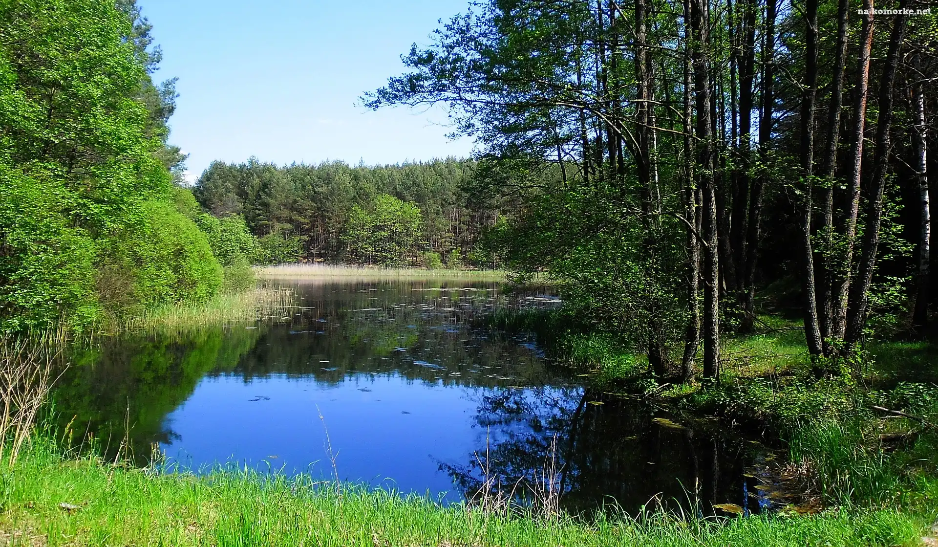 Wiosna, Drzewa, Jezioro