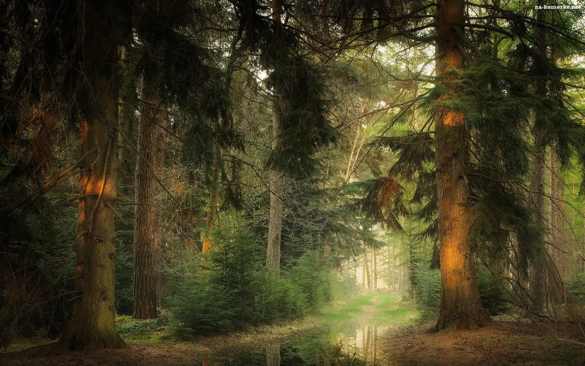 Wiosna, Kałuża, Las, Drzewa