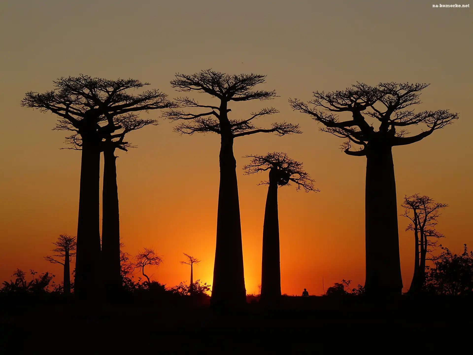 Drzewa, Baobab, Zachód Słońca
