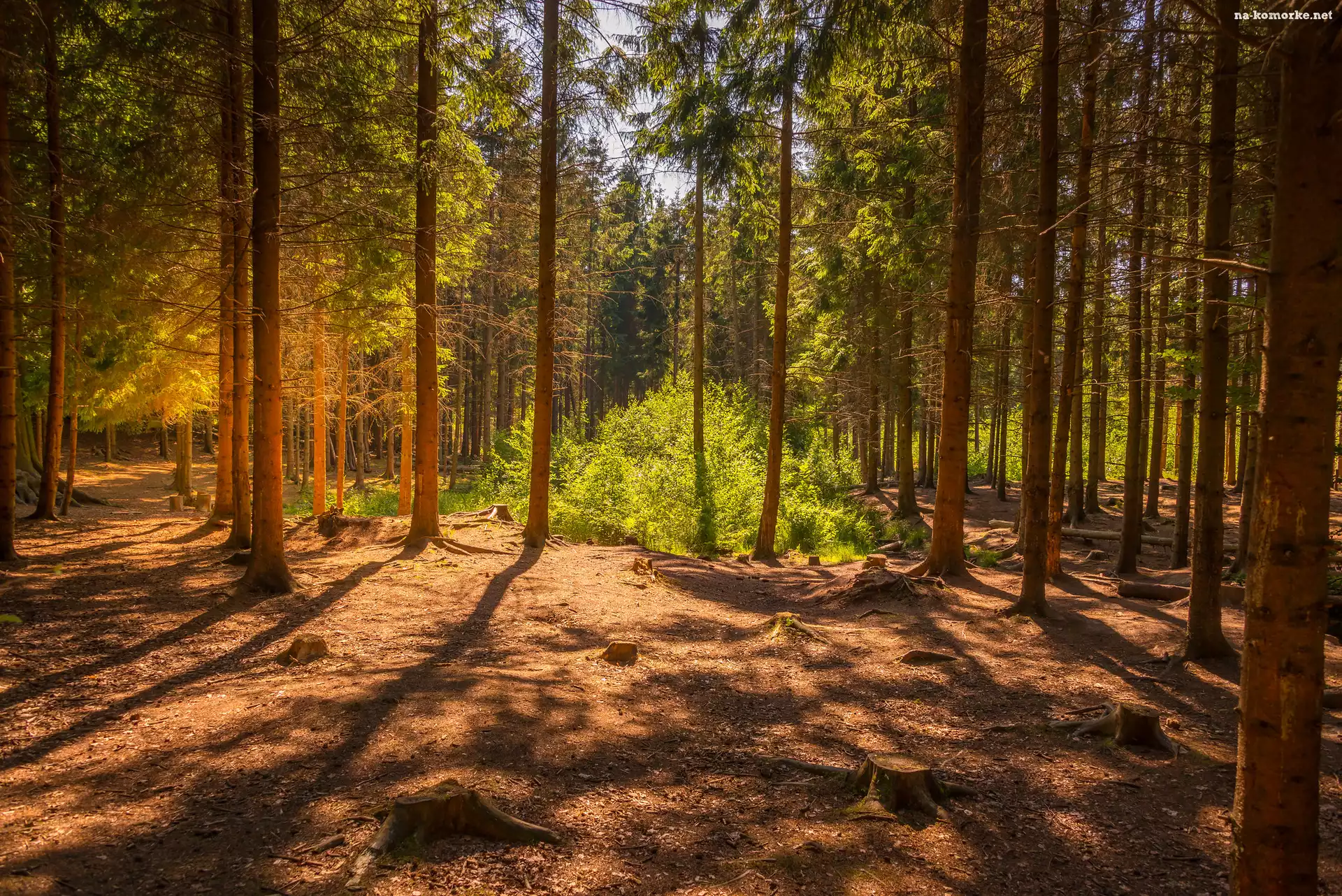 Zieleń, Blask, Las, Drzewa