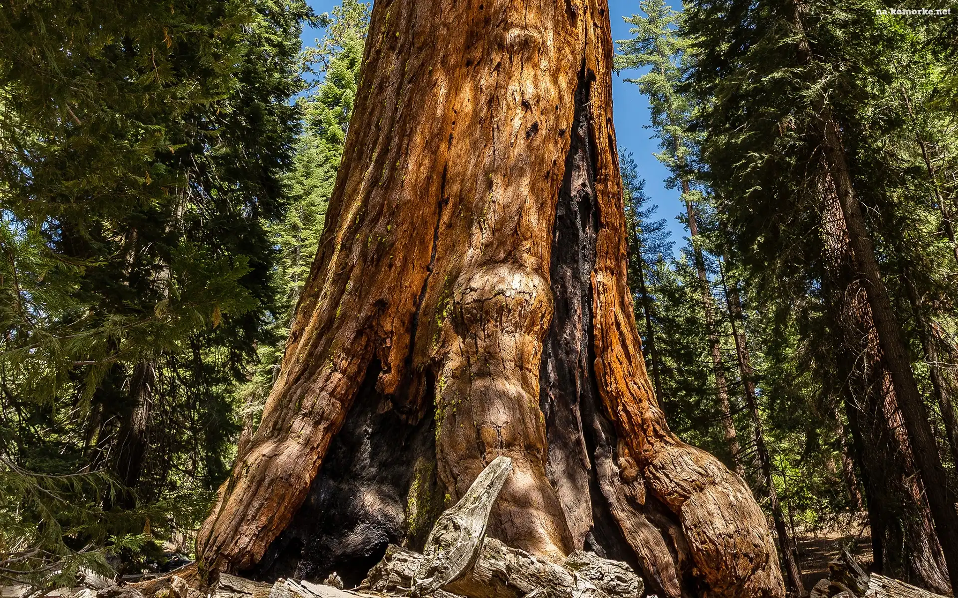 Las, Stan Kalifornia, Stany Zjednoczone, Sekwoja, Park Narodowy Redwood, Drzewa