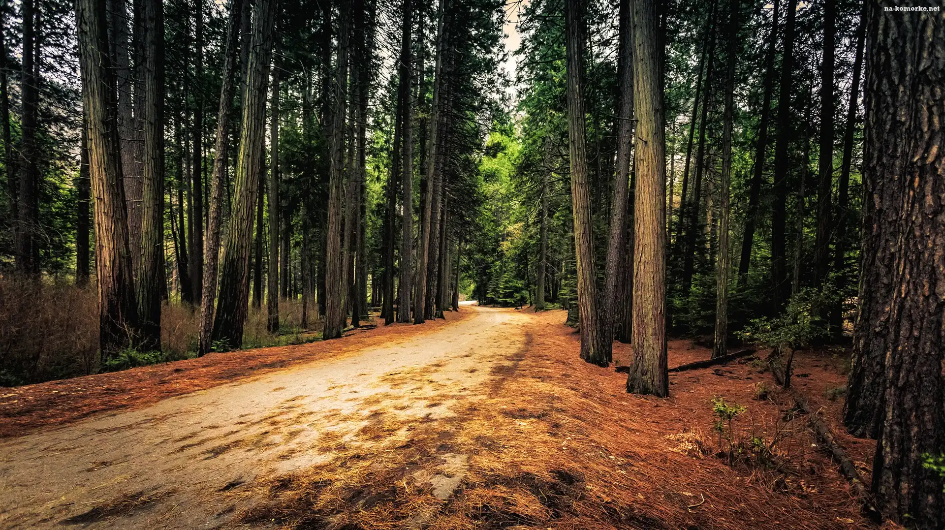 Las, Stan Kalifornia, Stany Zjednoczone, Droga, Park Narodowy Yosemite, Drzewa